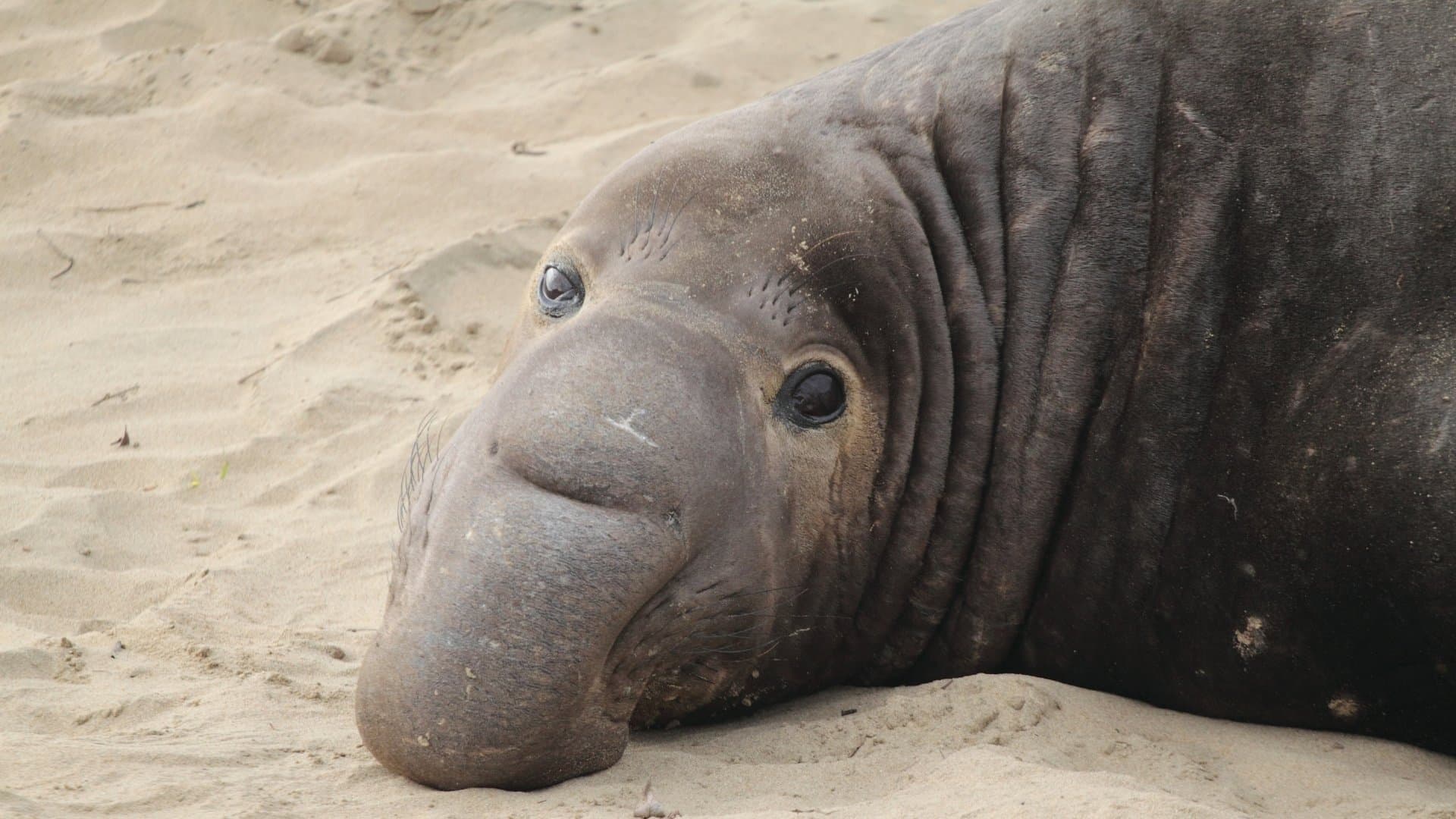 Elephant seal