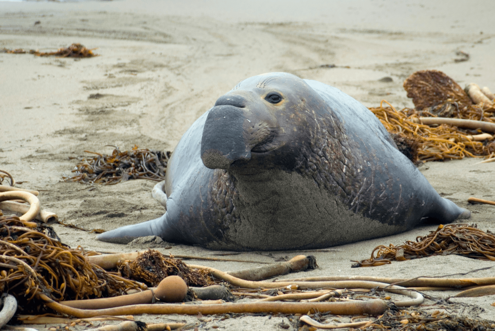 Female Elephant Seal