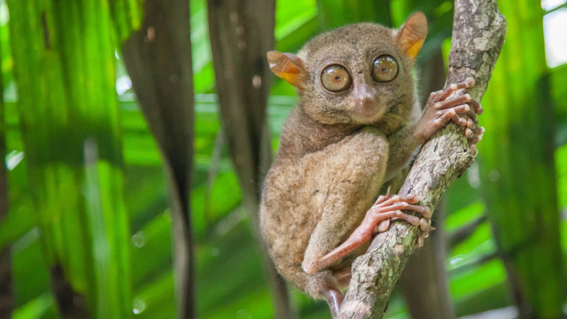 Philippine tarsier on a tree branch