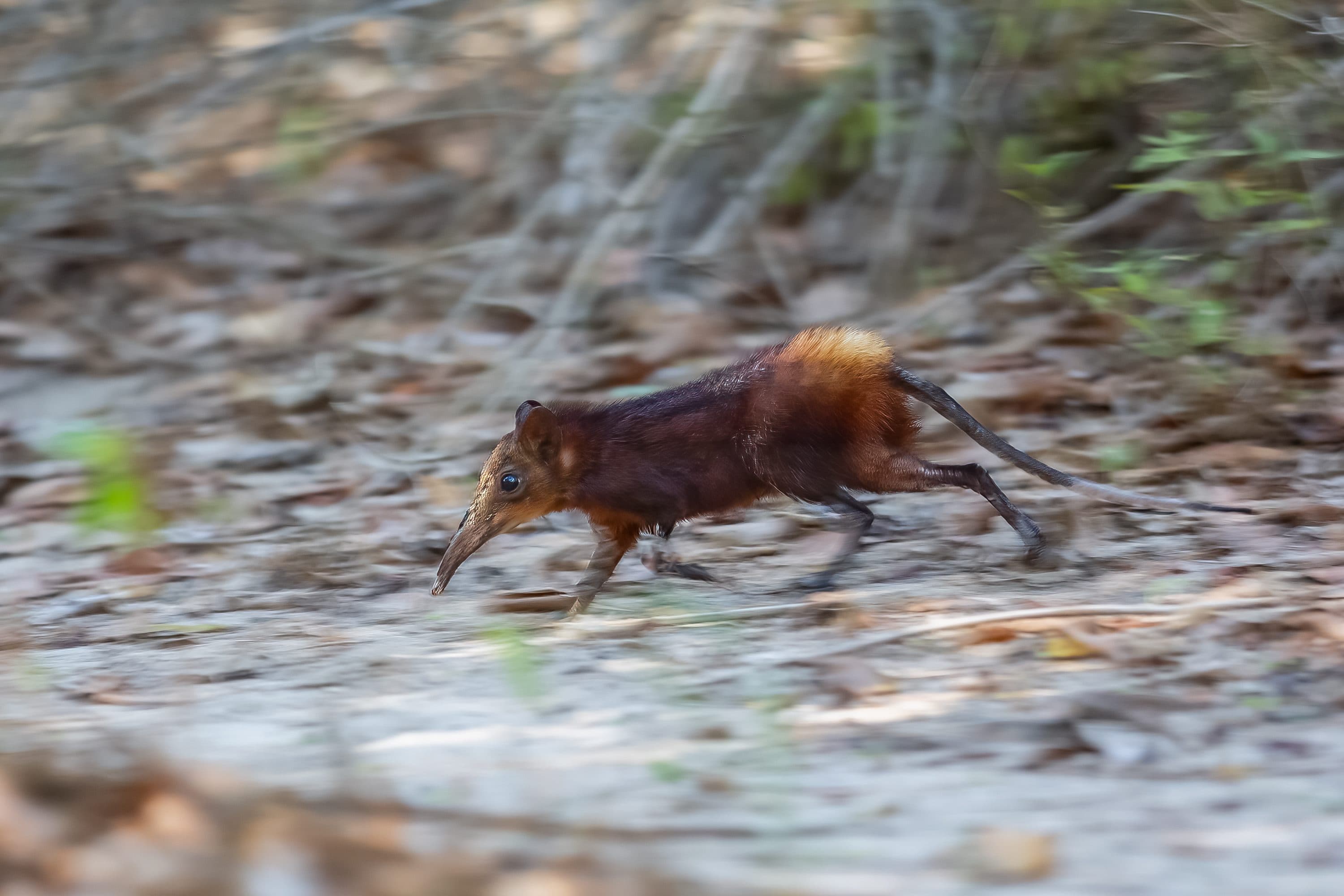 Golden-rumped elephant shrew running with blurred background