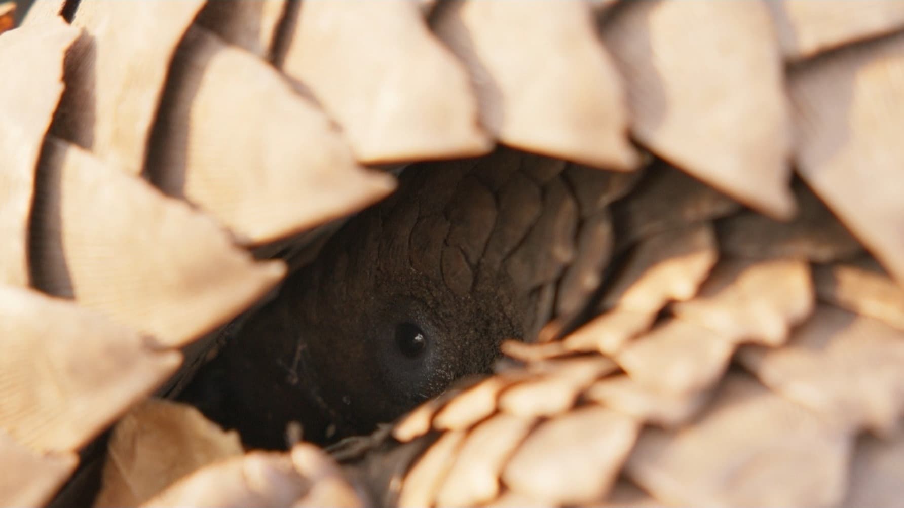 Pangolin eye curled up in a ball