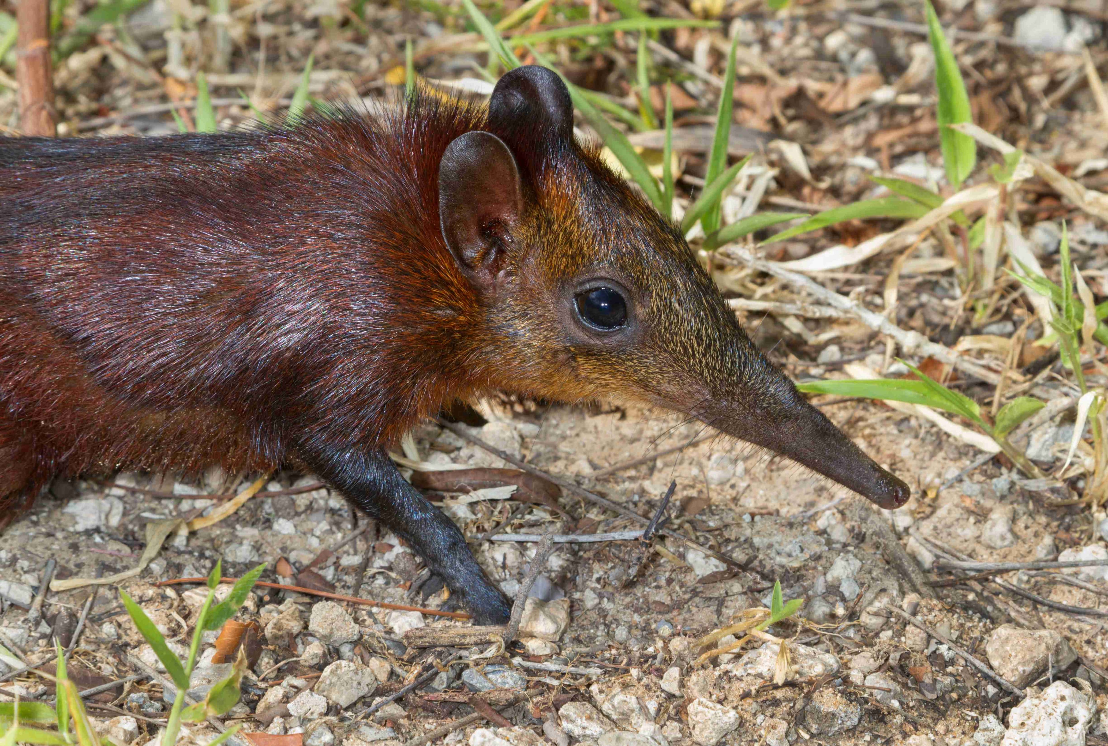 Close-up of golden-rumped elephant shrew