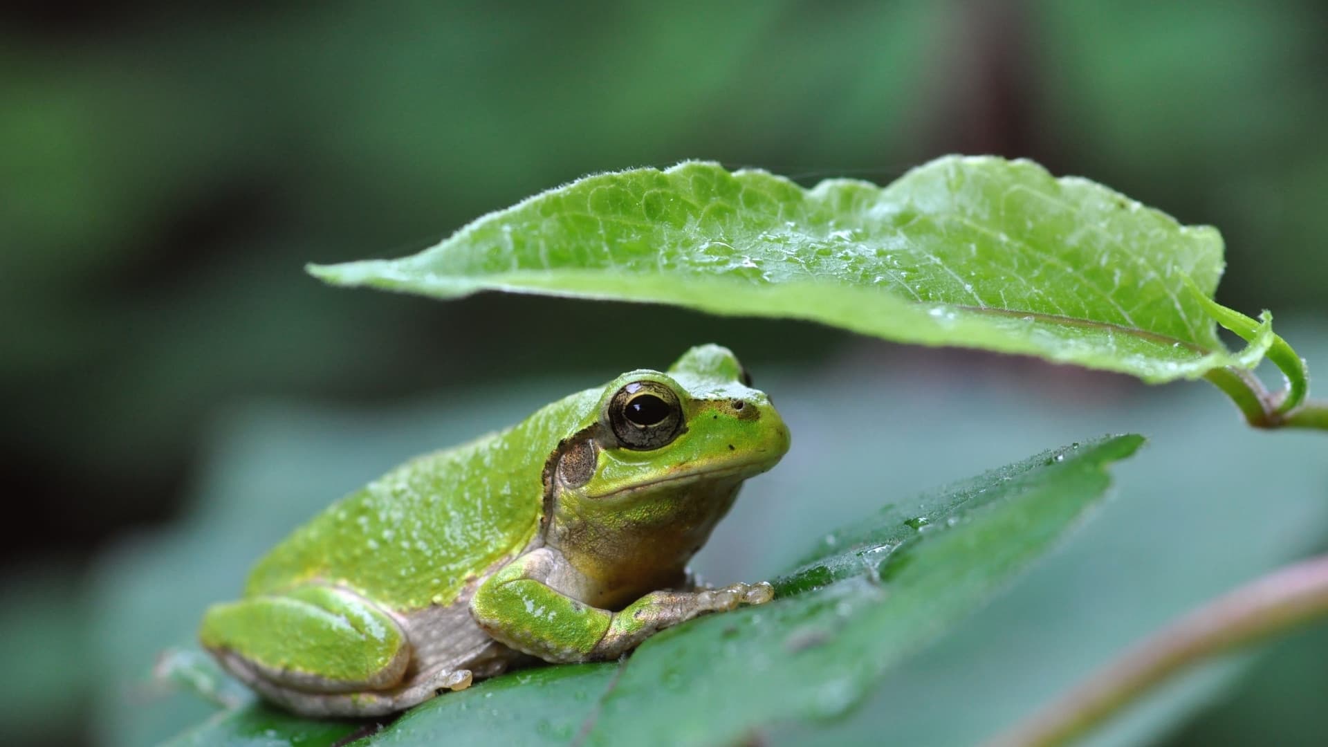 Japanese tree frog sitting on a leaf and using a leaf as an umbrella