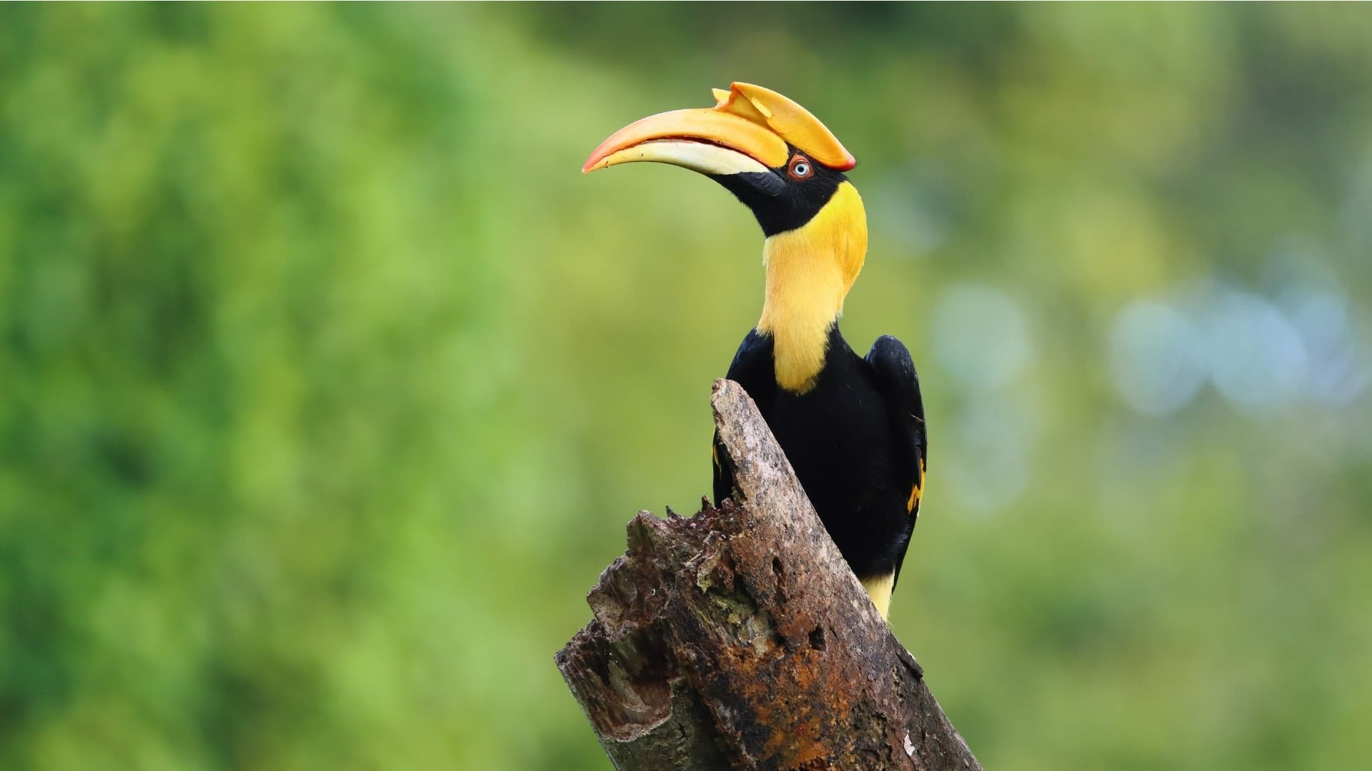 Female great hornbill