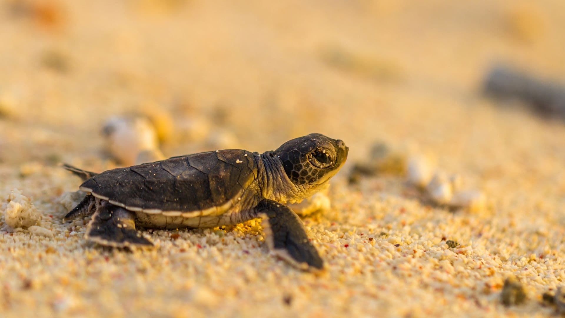 A Green Sea Turtle hatching on a sandy beach