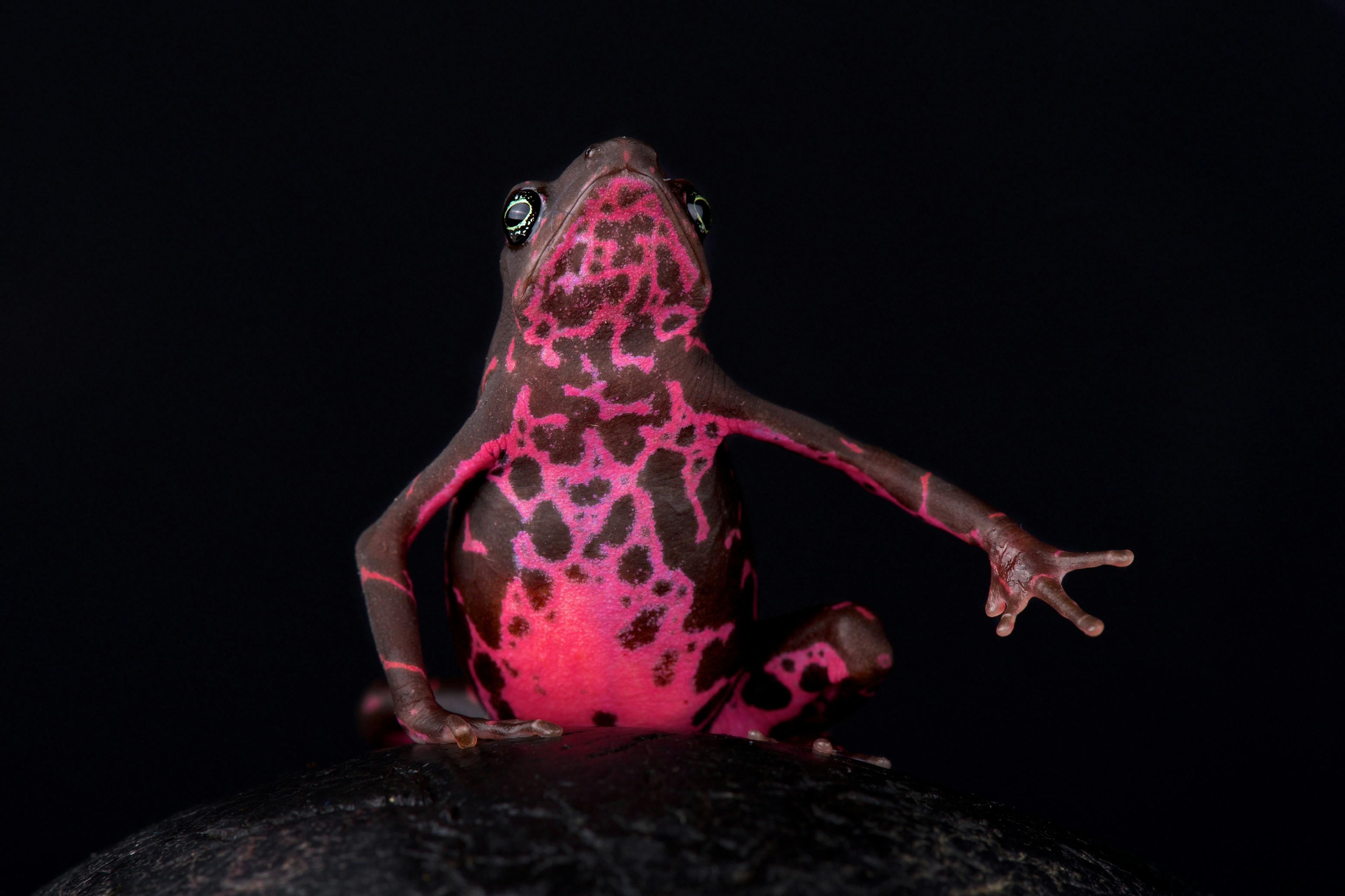 The Purple harlequin Toad