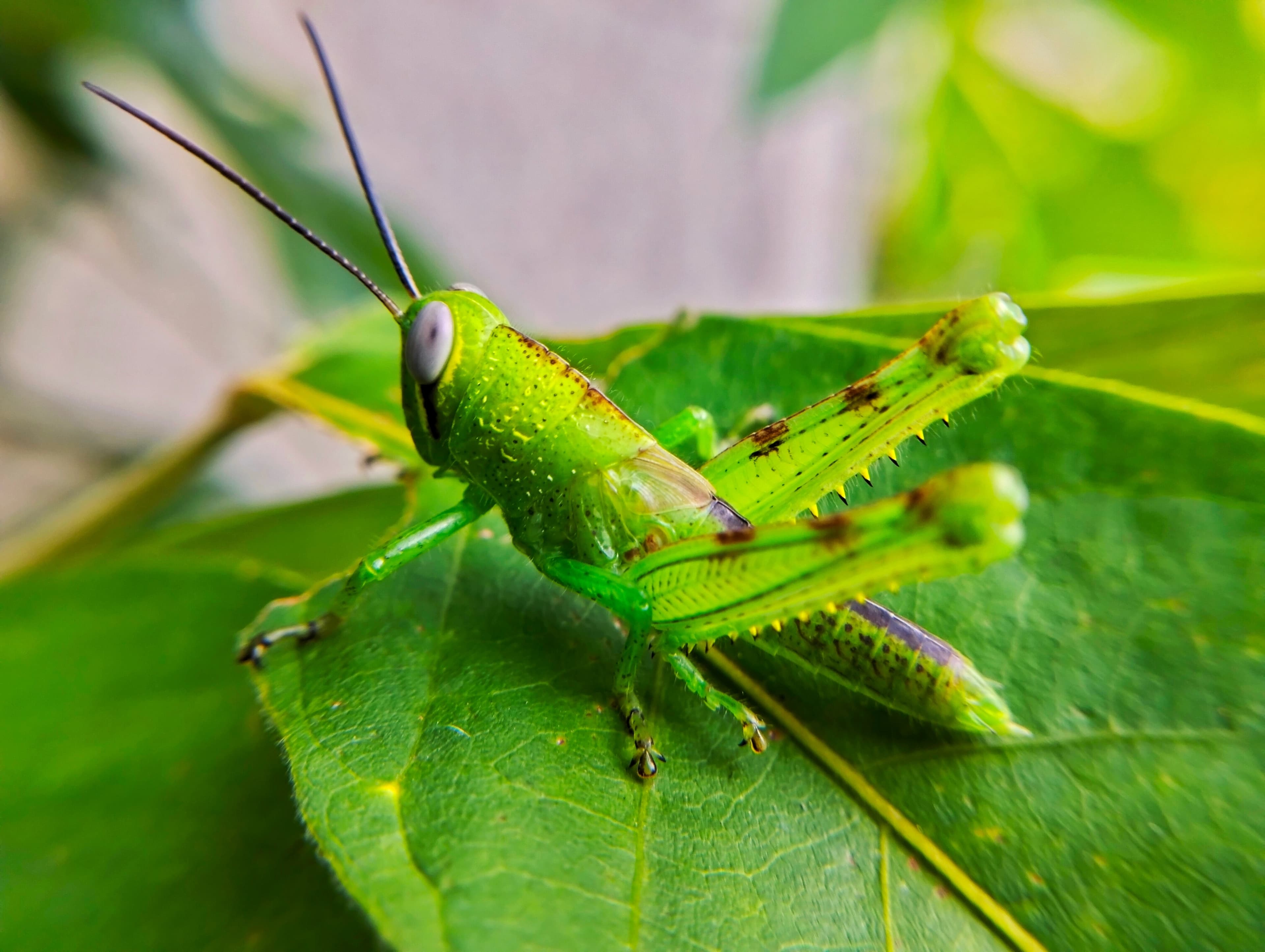 Green Grasshopper On A Green Leaf