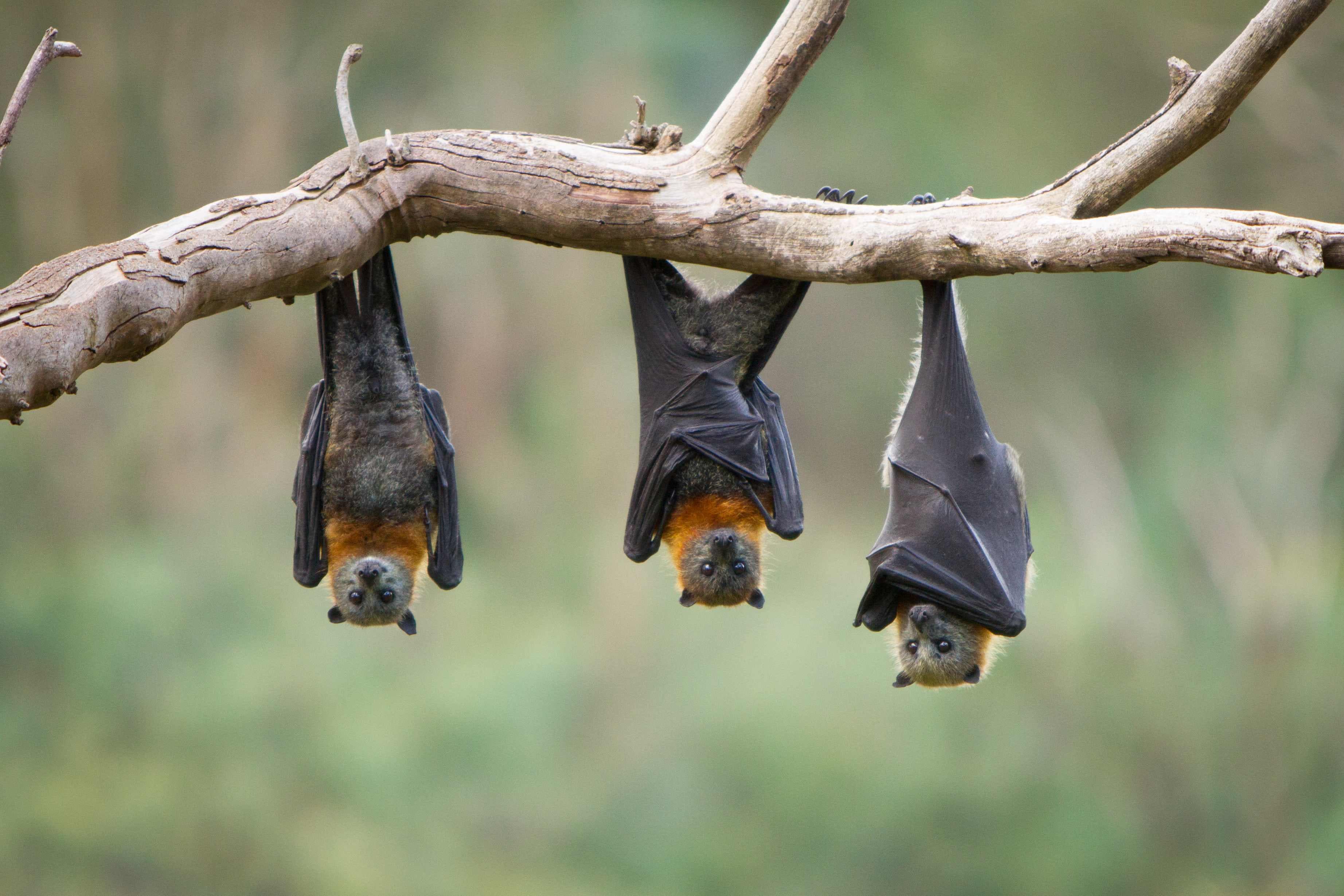 Three grey-headed flying foxes hanging upside down on a branch