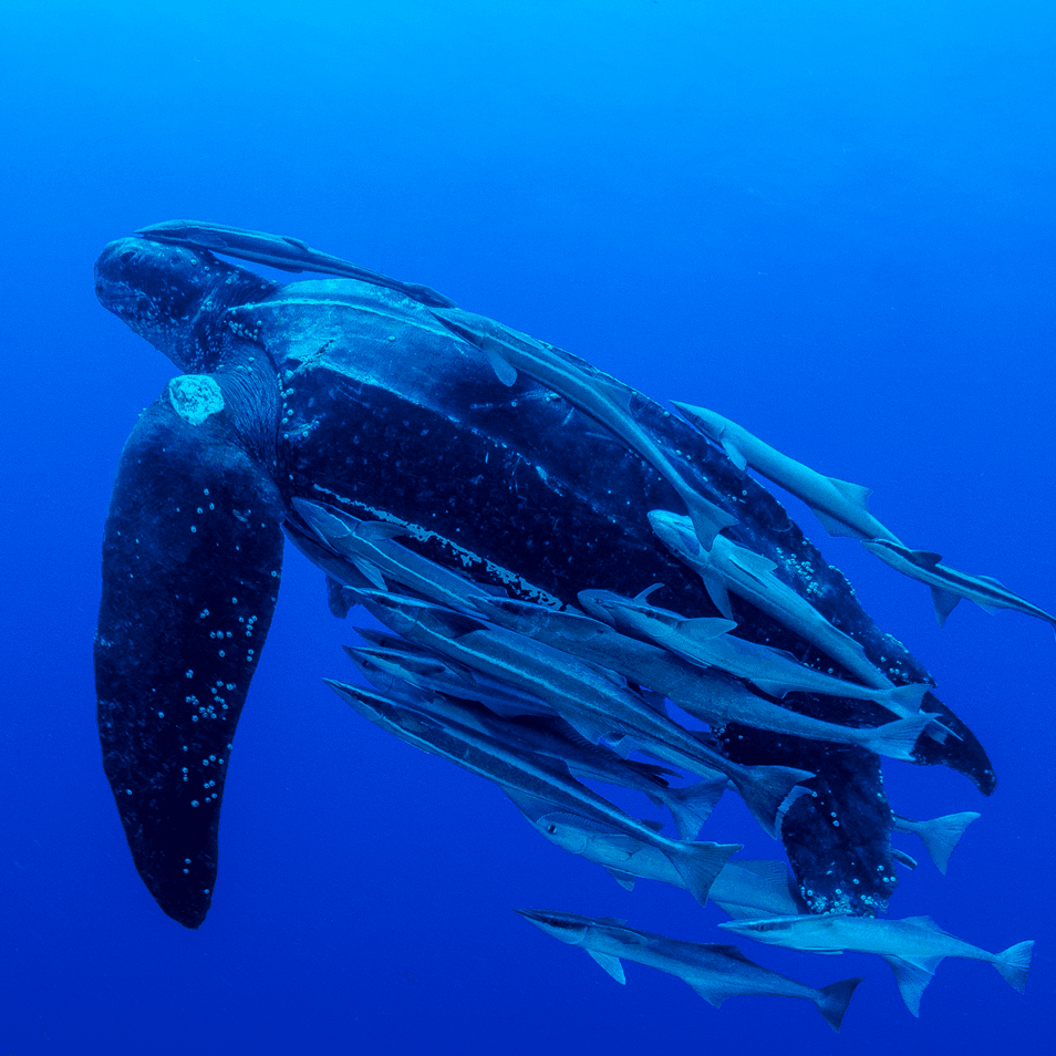 These leathery legends have the widest range of any sea turtle, being found all across the world's oceans except for the Arctic and Antarctica. They like it out in the open sea diving for jellyfish snacks. 