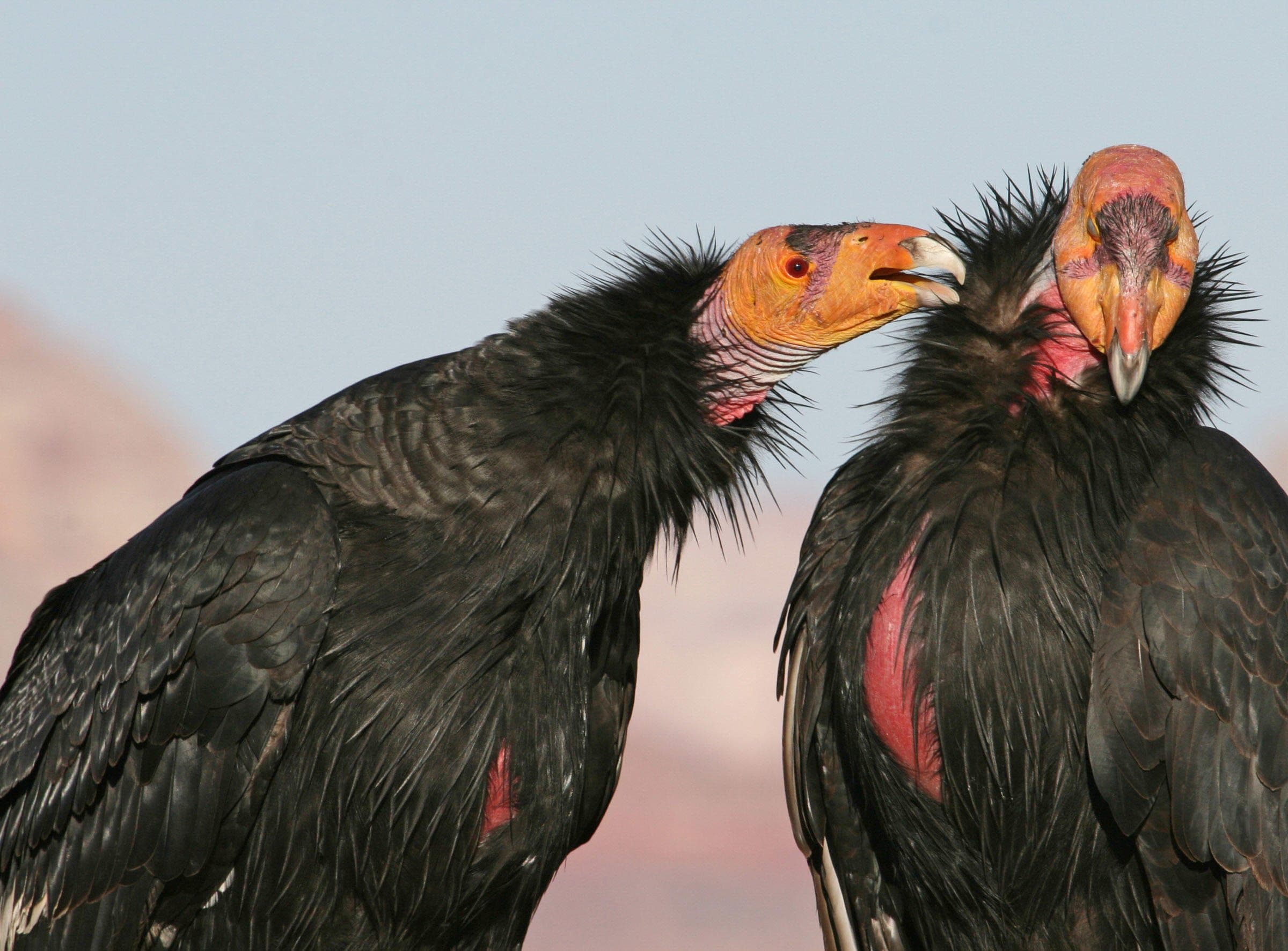 A California Condor pecking at another California condor