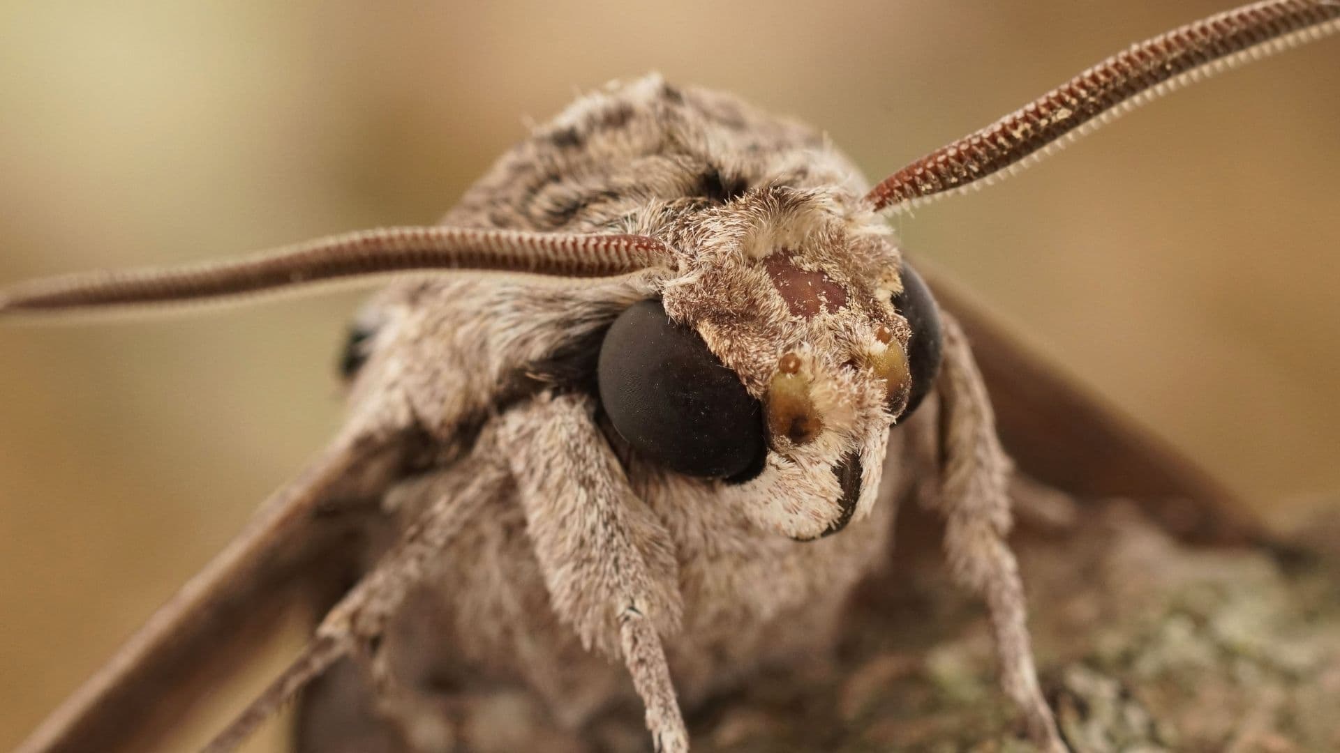 A close up of a Convolvulus Hawk-moth