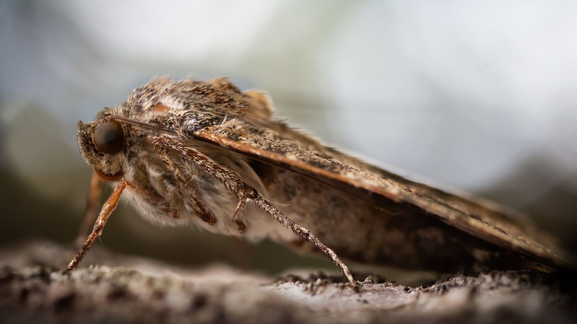 A side profile of a Convolvulus Hawk-moth