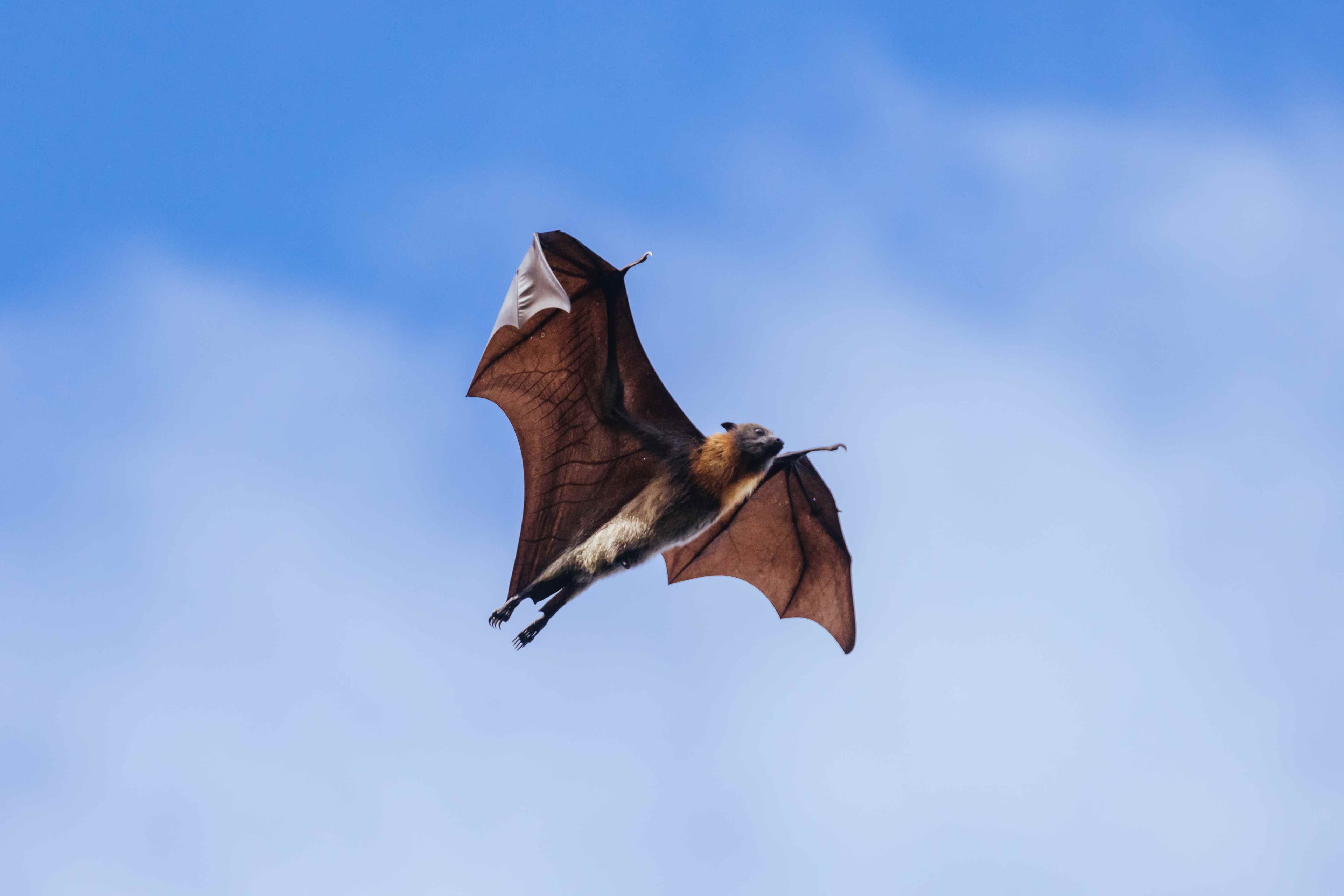 Grey-headed flying fox in flight