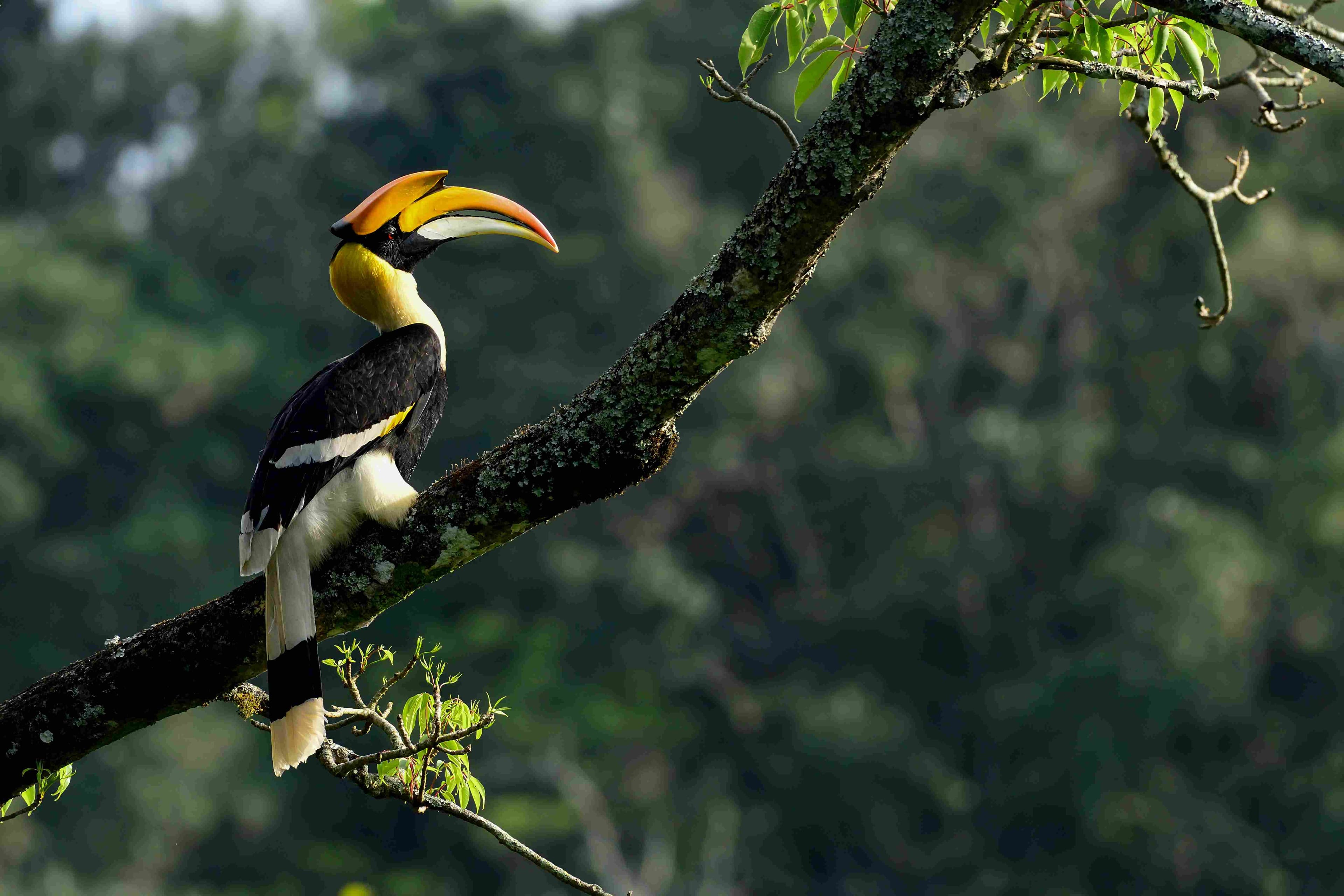 Great hornbill perched in tree