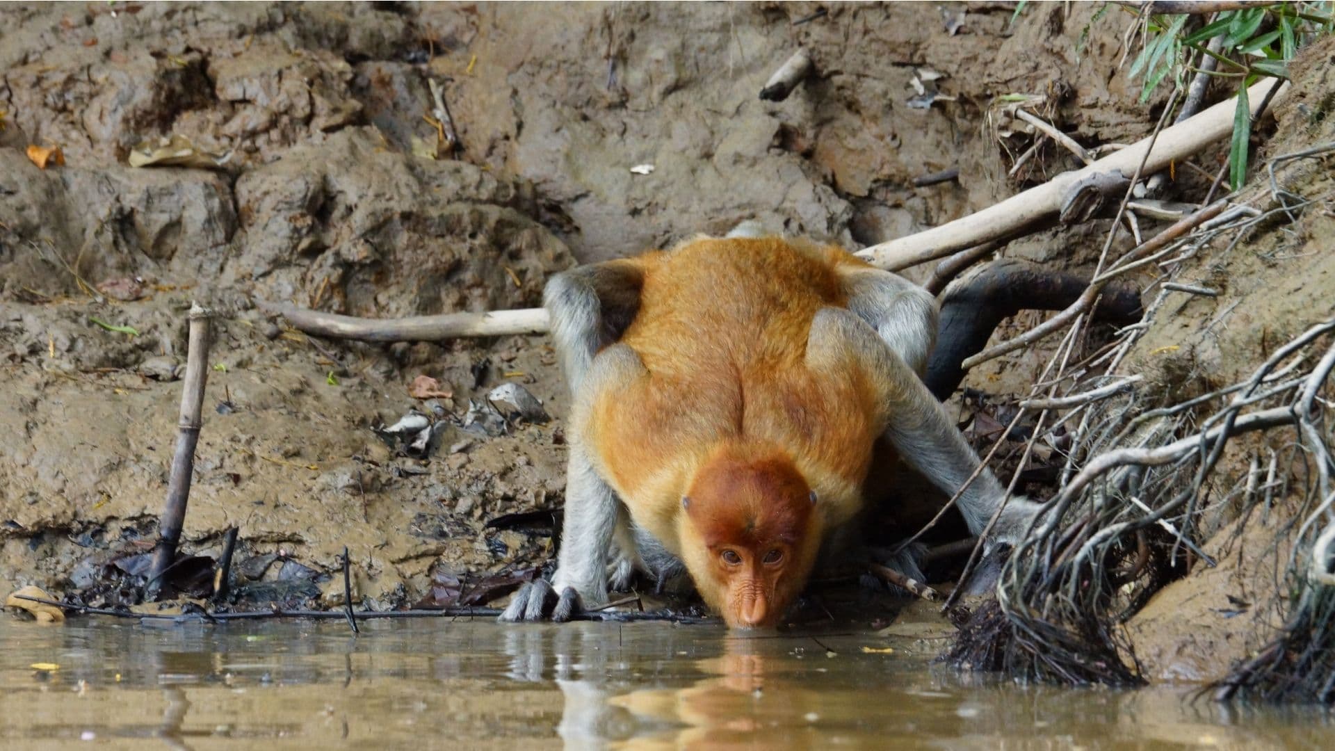 Proboscis Monkey Drinking 