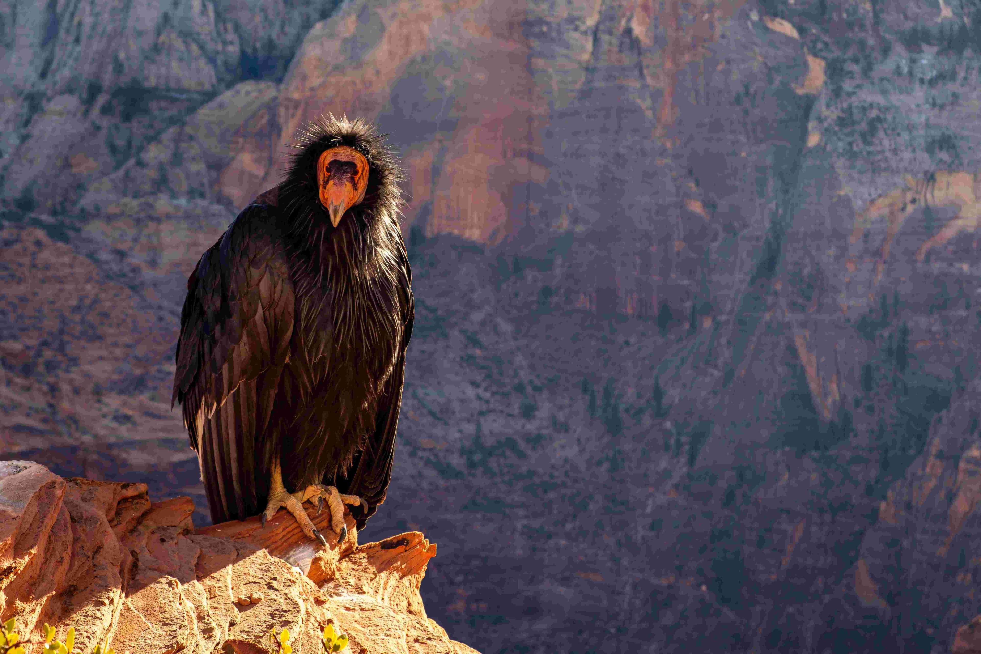 A lone California condor on a rocky outcrop