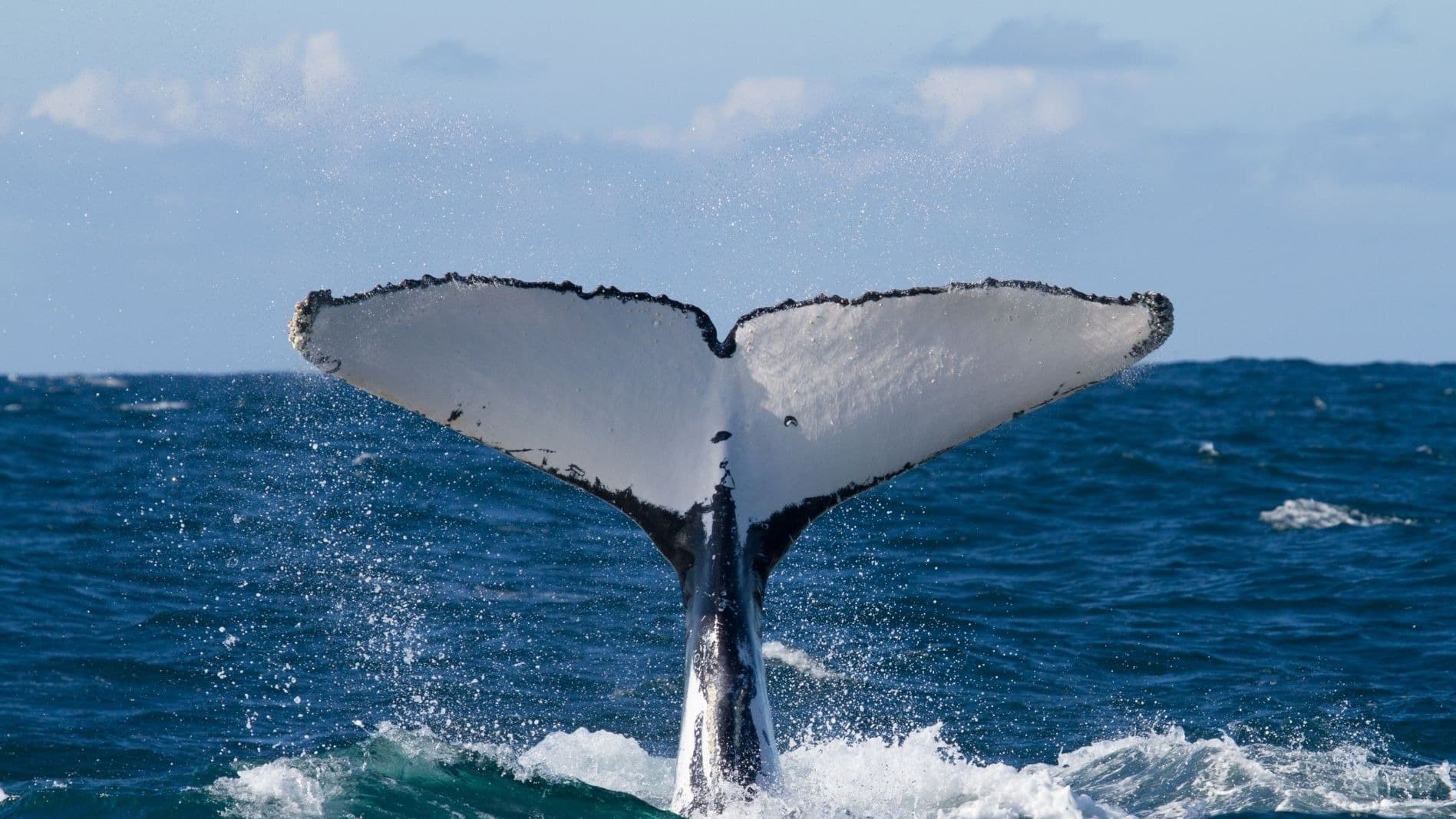 Humpback whale tail fluke