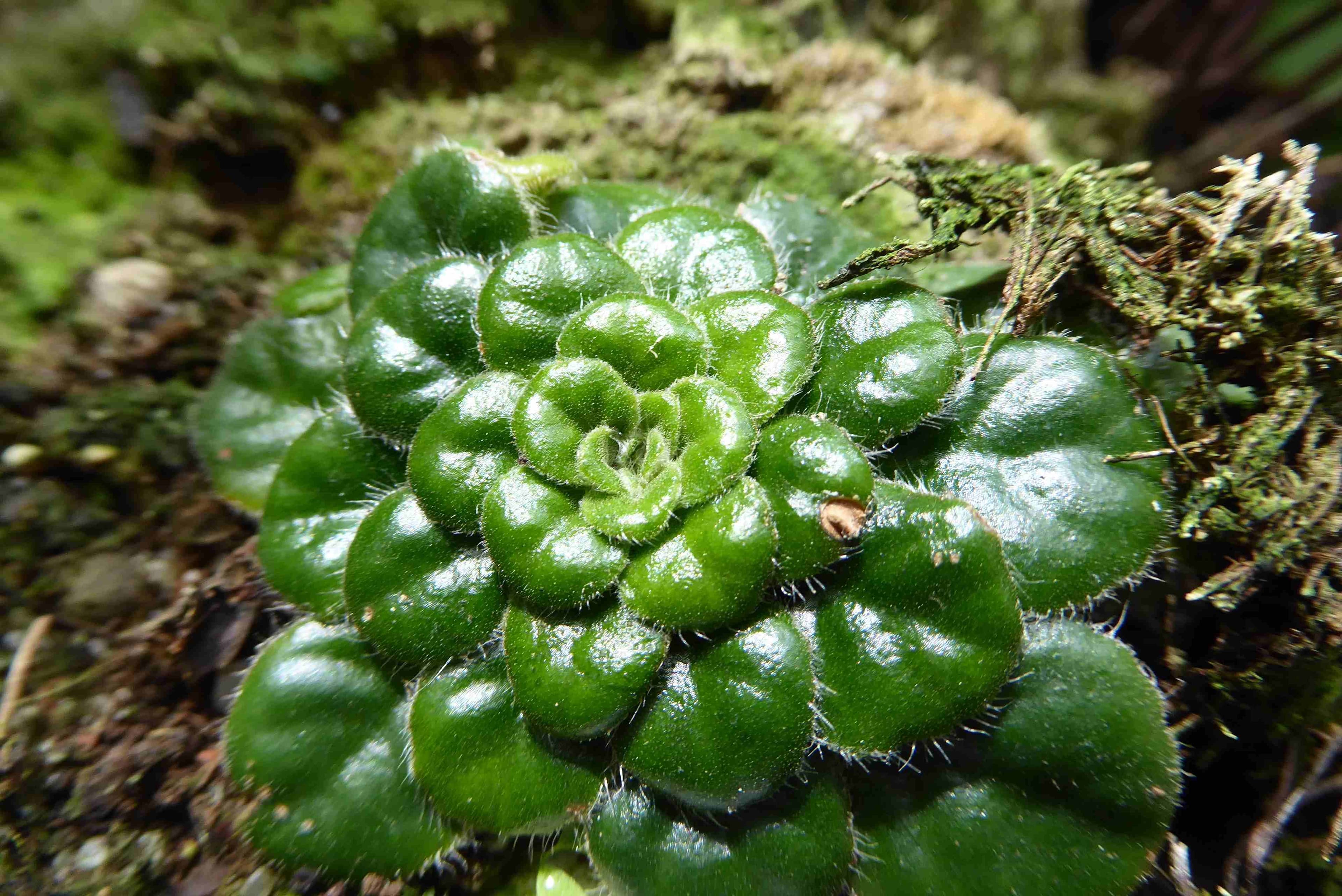 The leaves of a corkscrew plant, Genlisea