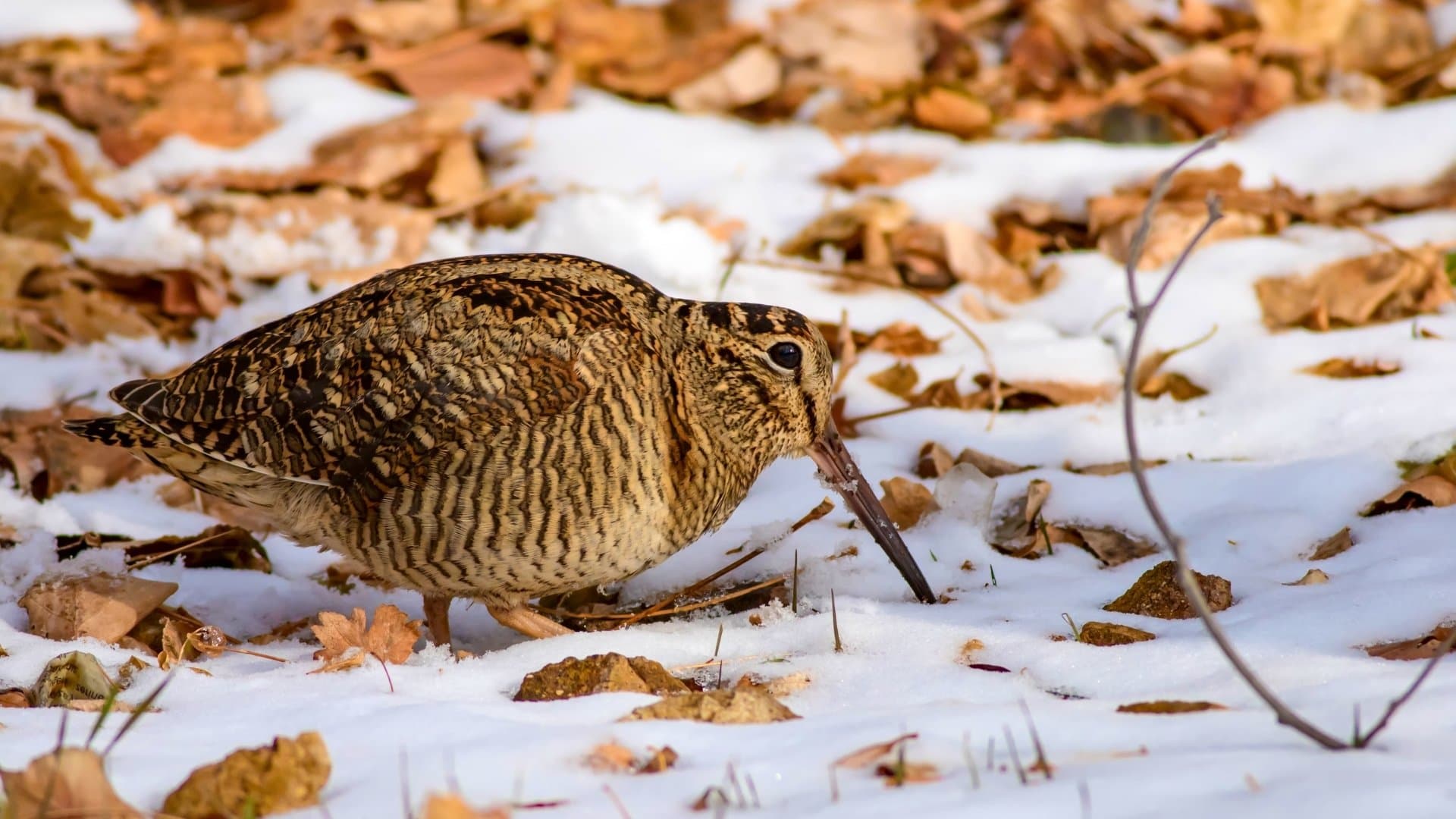 An American woodcock in the snow