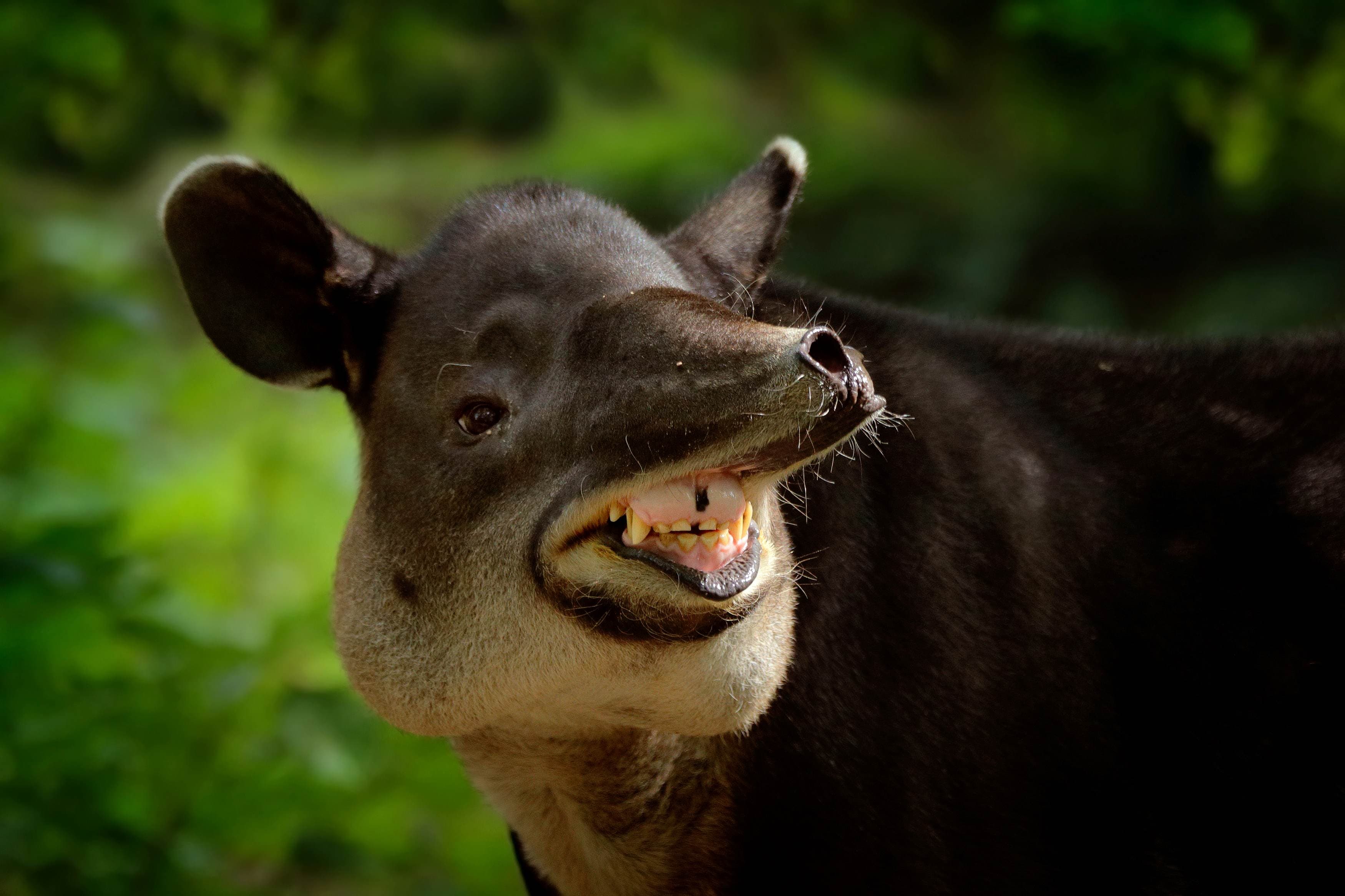 A bairds tapir pulling a goofy funny face