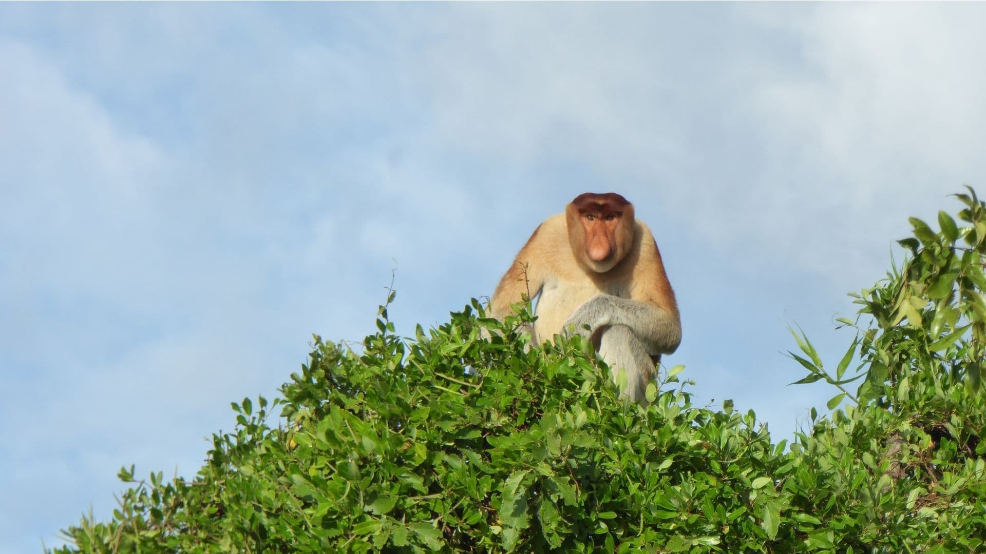 Proboscis monkey on top of tree