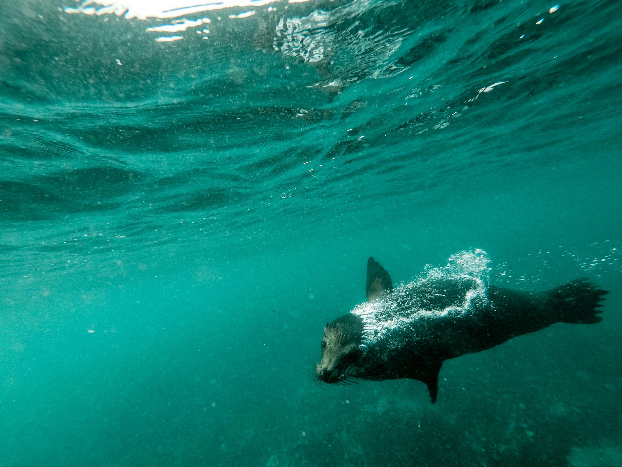 Galapagos Sea Lion: The Curious Playmate | On the Edge