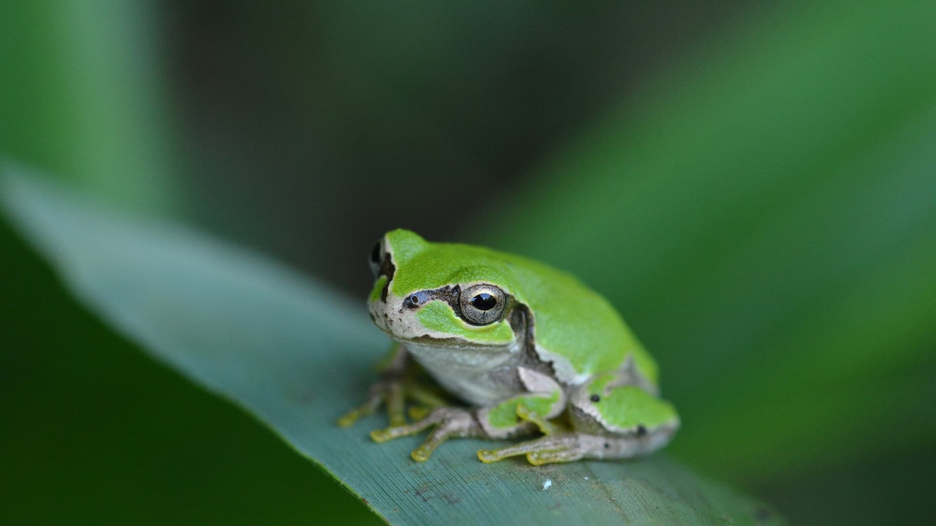 Japanese Tree frog sitting on a leaf