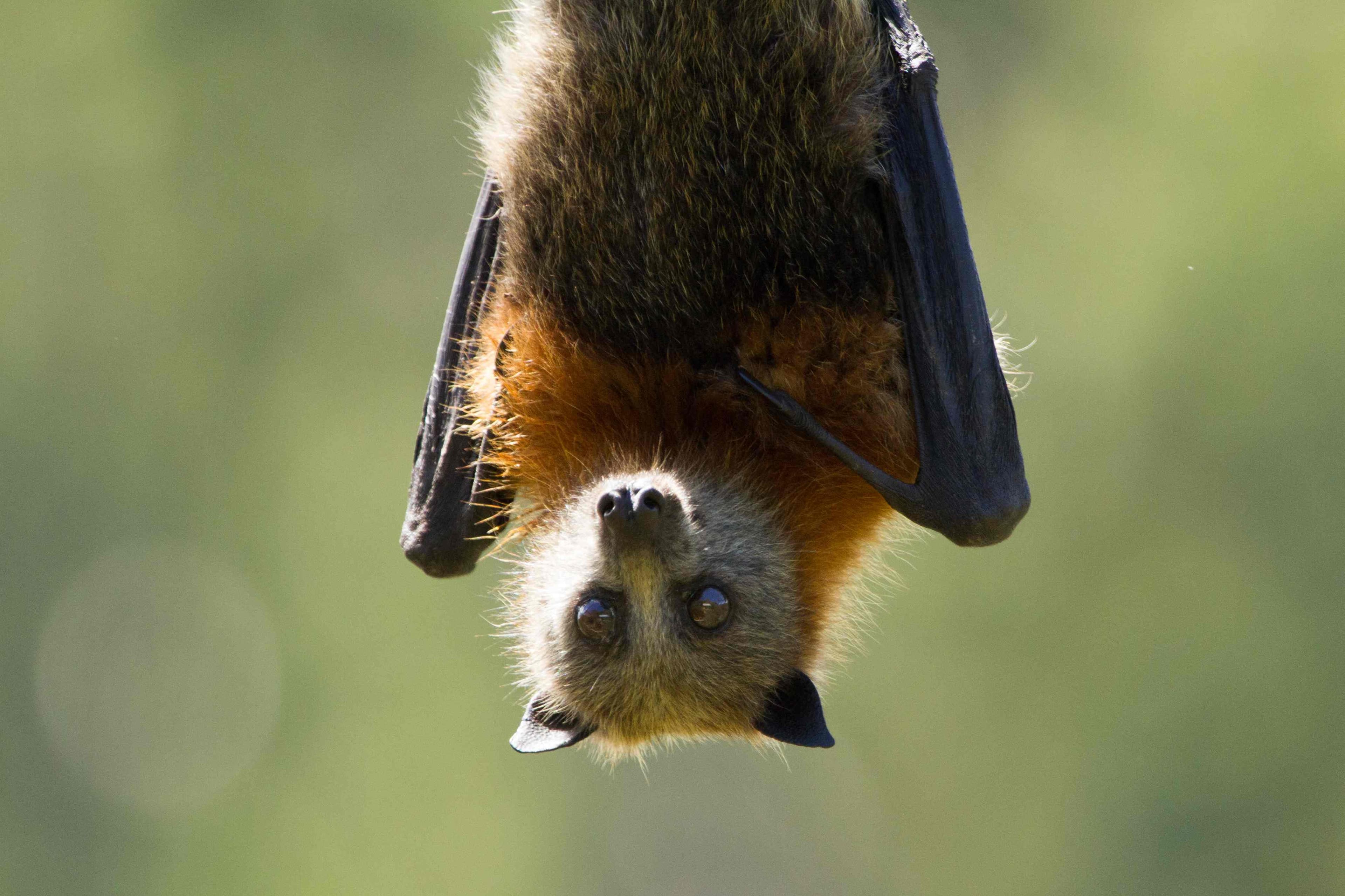 Close up of upside down grey-headed flying fox