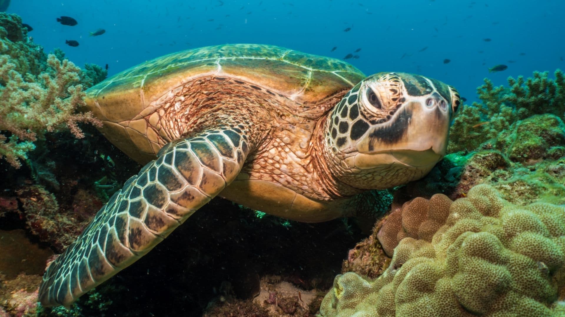 A Green Sea Turtle resting in a coral reef