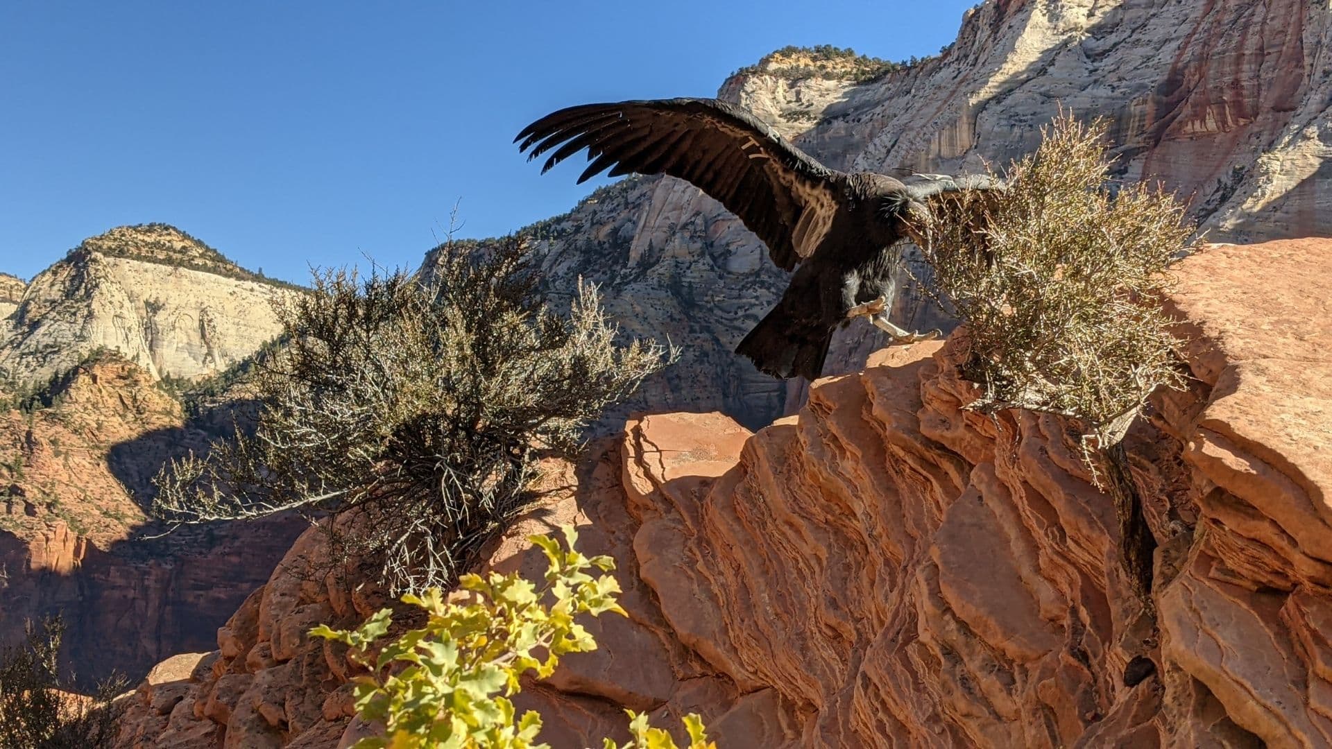 A California condor landing in a rocky area