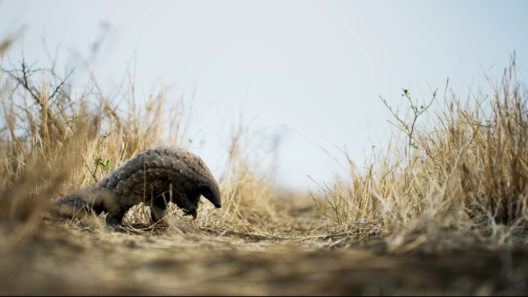 Pangolin in distance