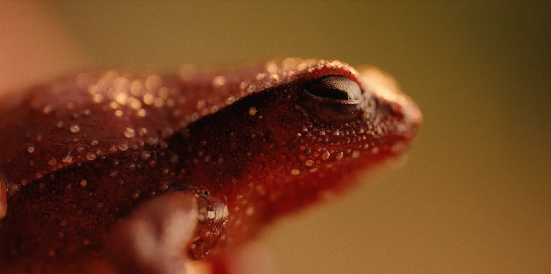 Close up in Cameron highland sticky frog