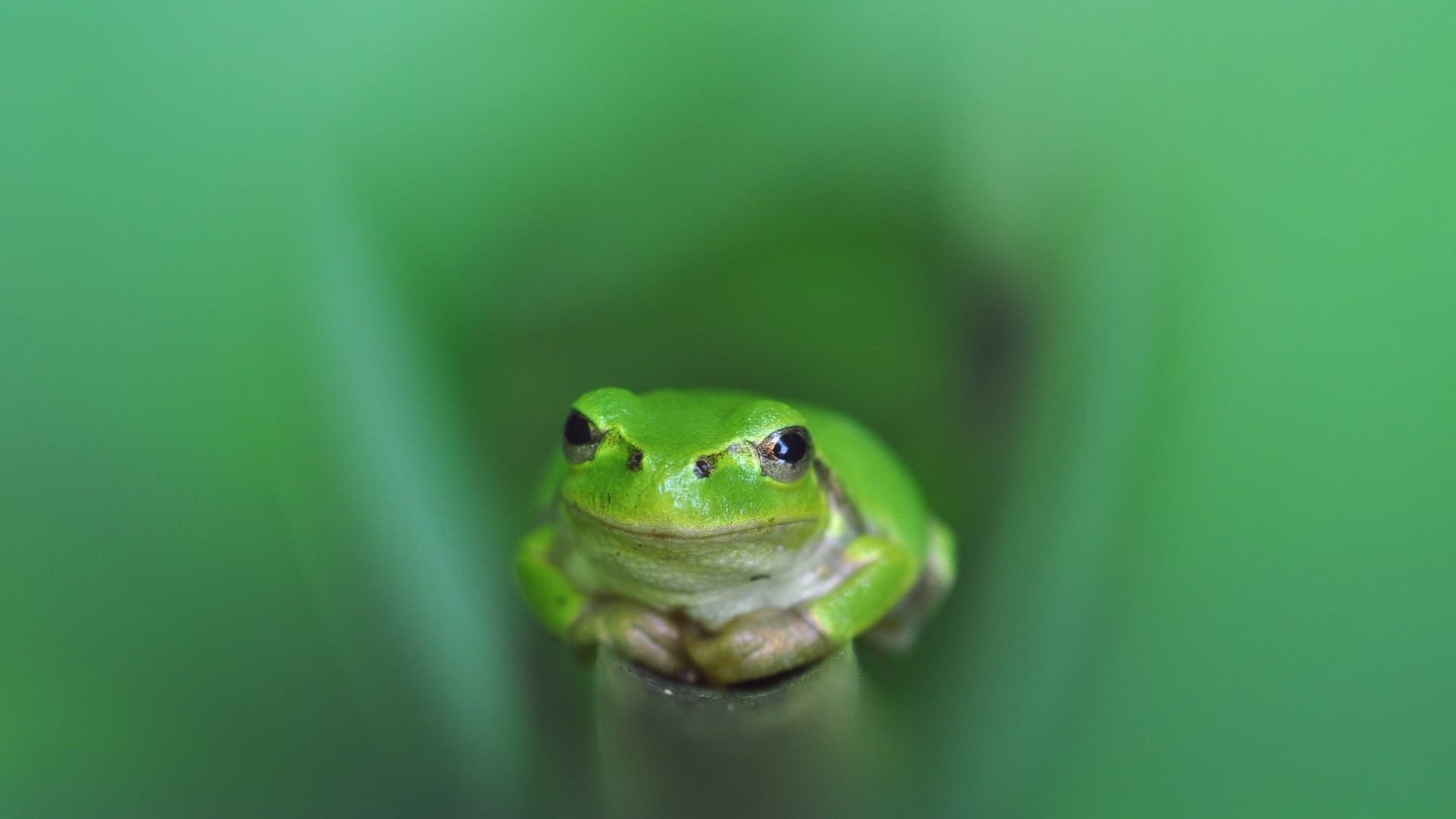 Japanese tree frog