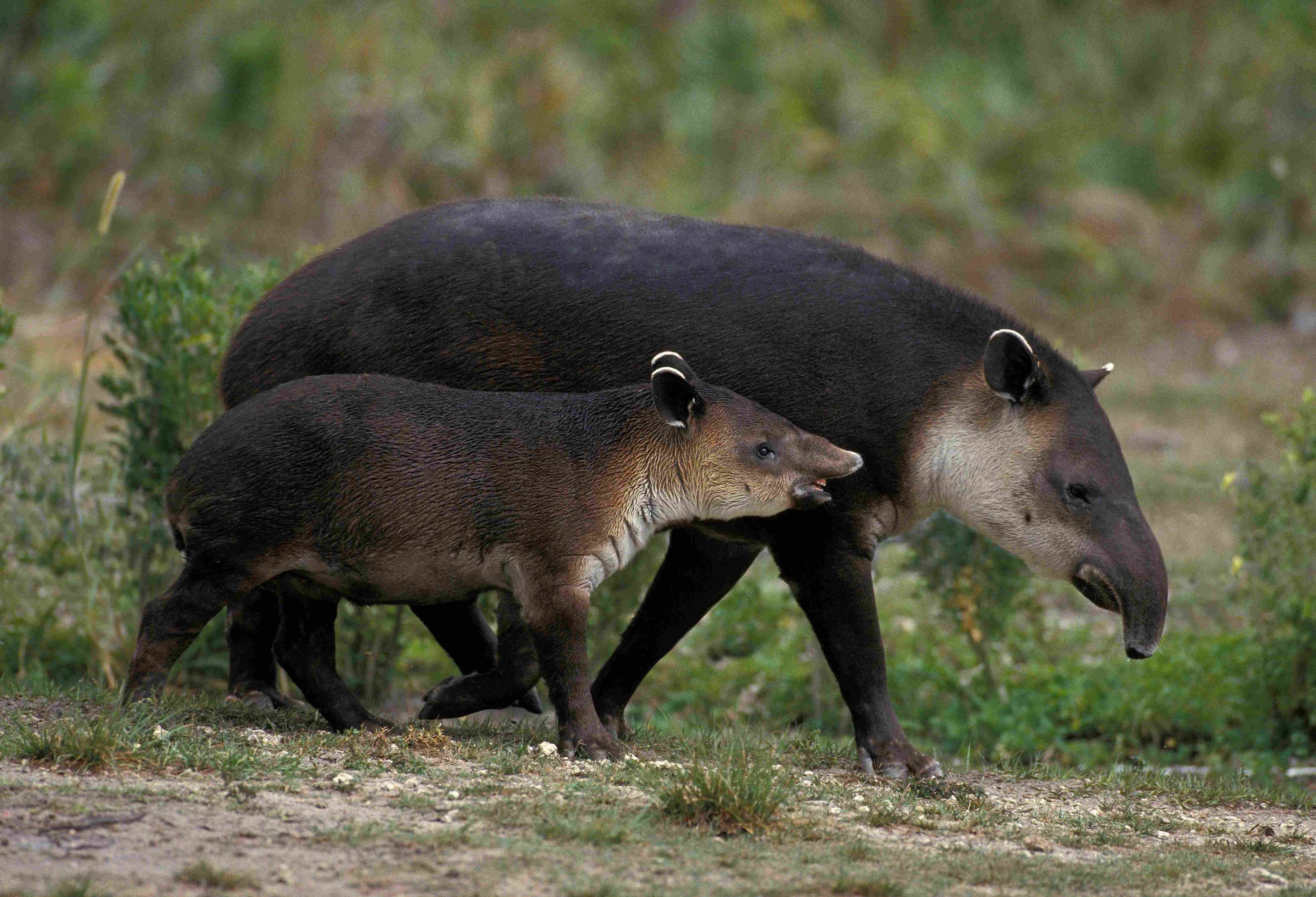 mother bairds tapir walking with her young