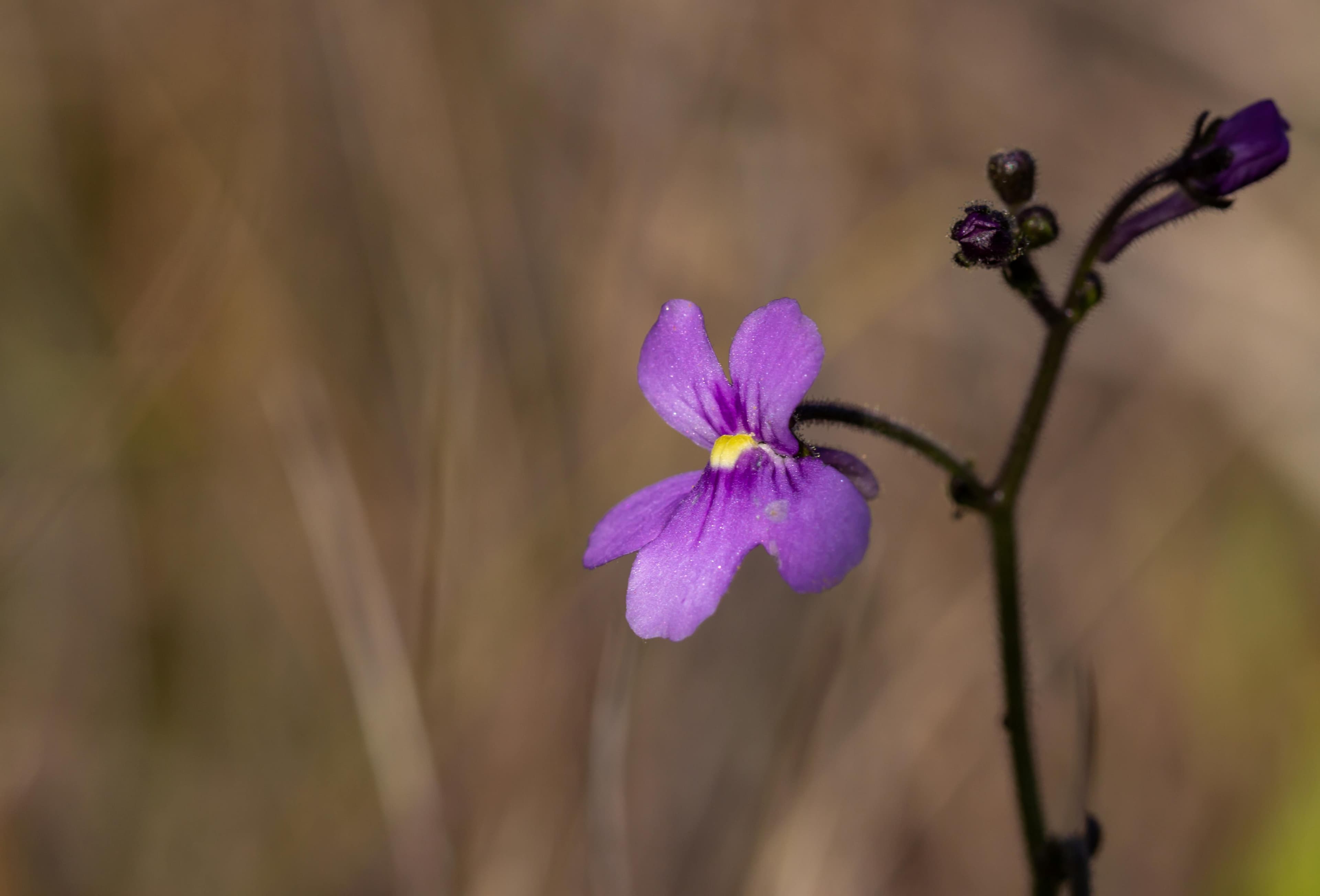 A pink flowered Corkscrew Plant, Genlisea flexuosa