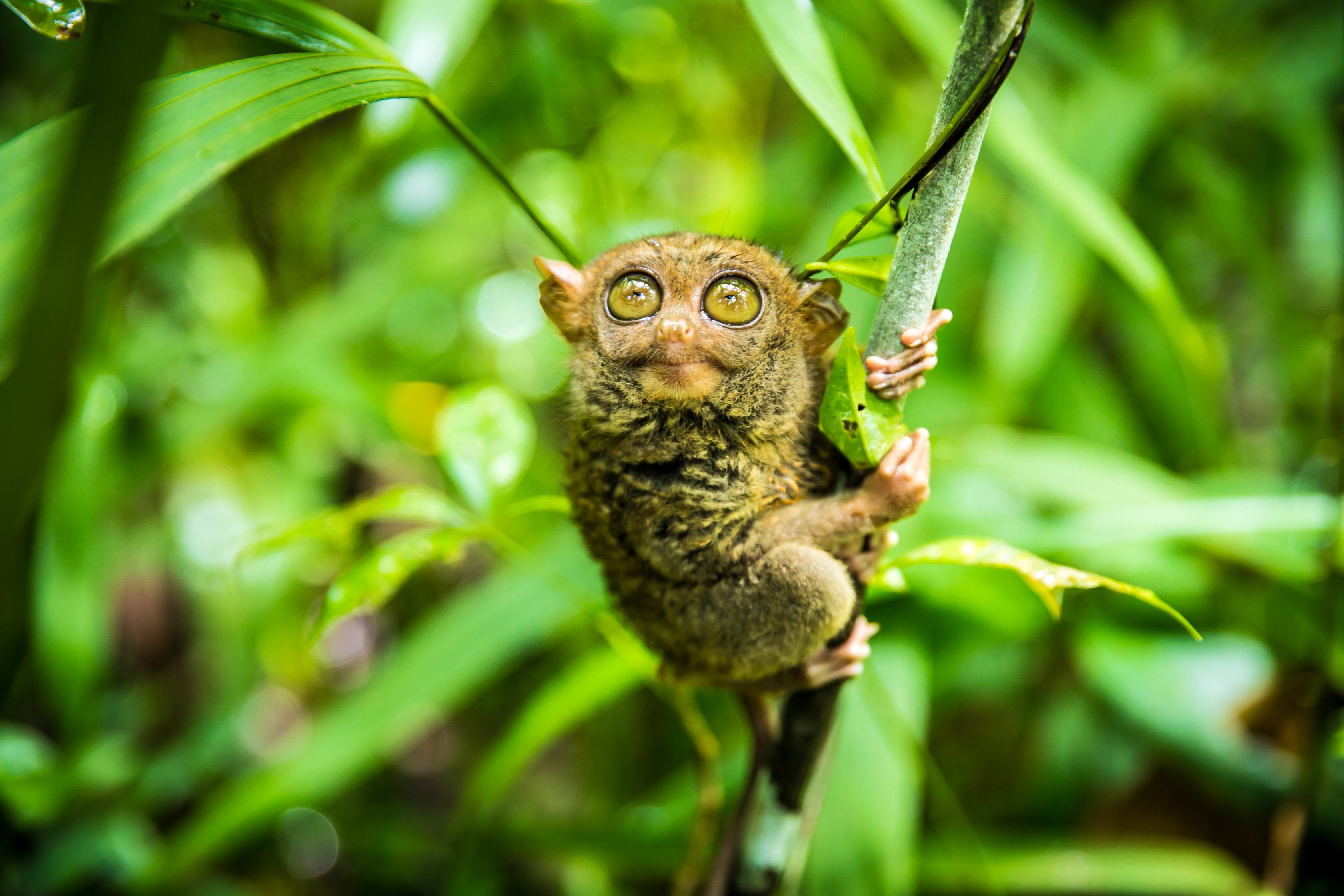 Philippine tarsier looking up