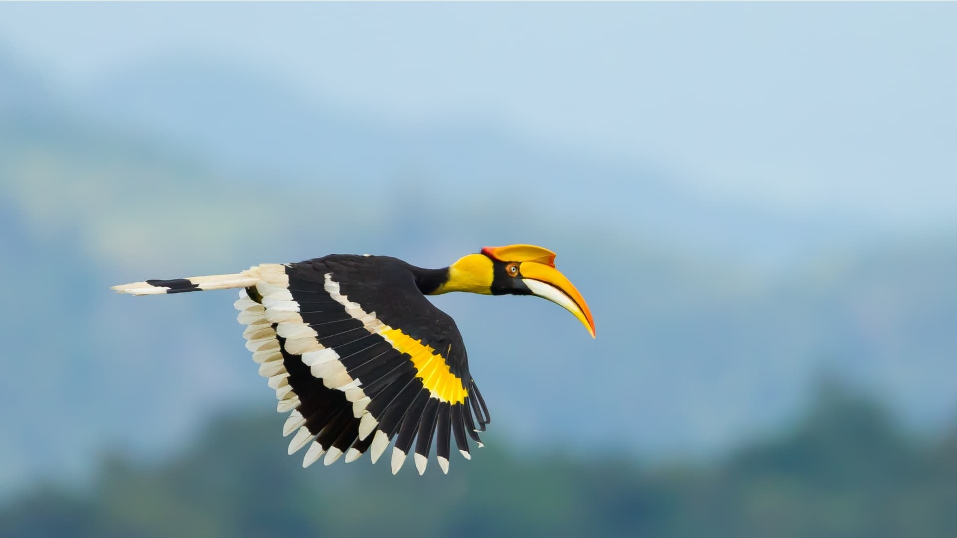 Great hornbill flying