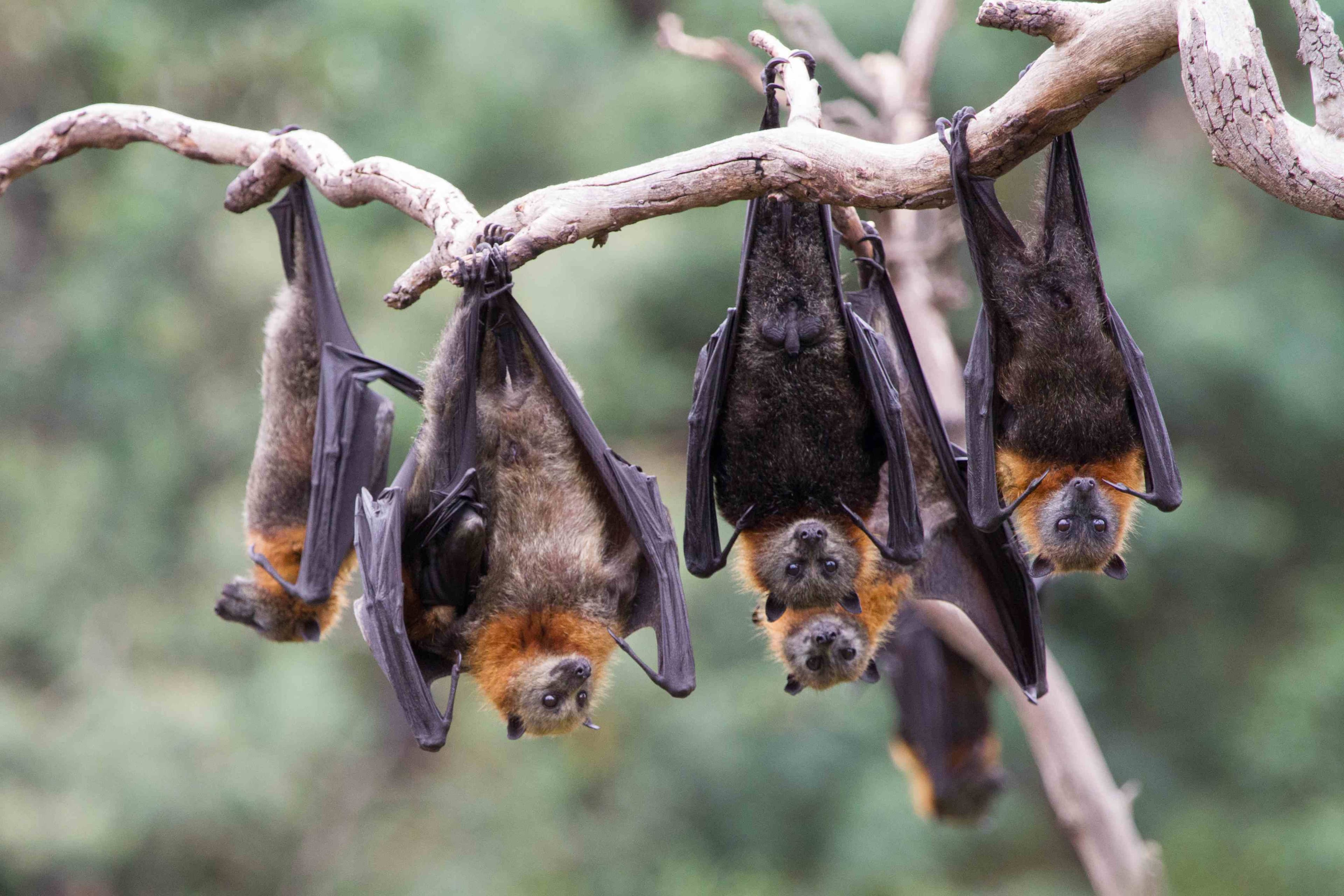 grey-headed flying foxes hanging out in a group