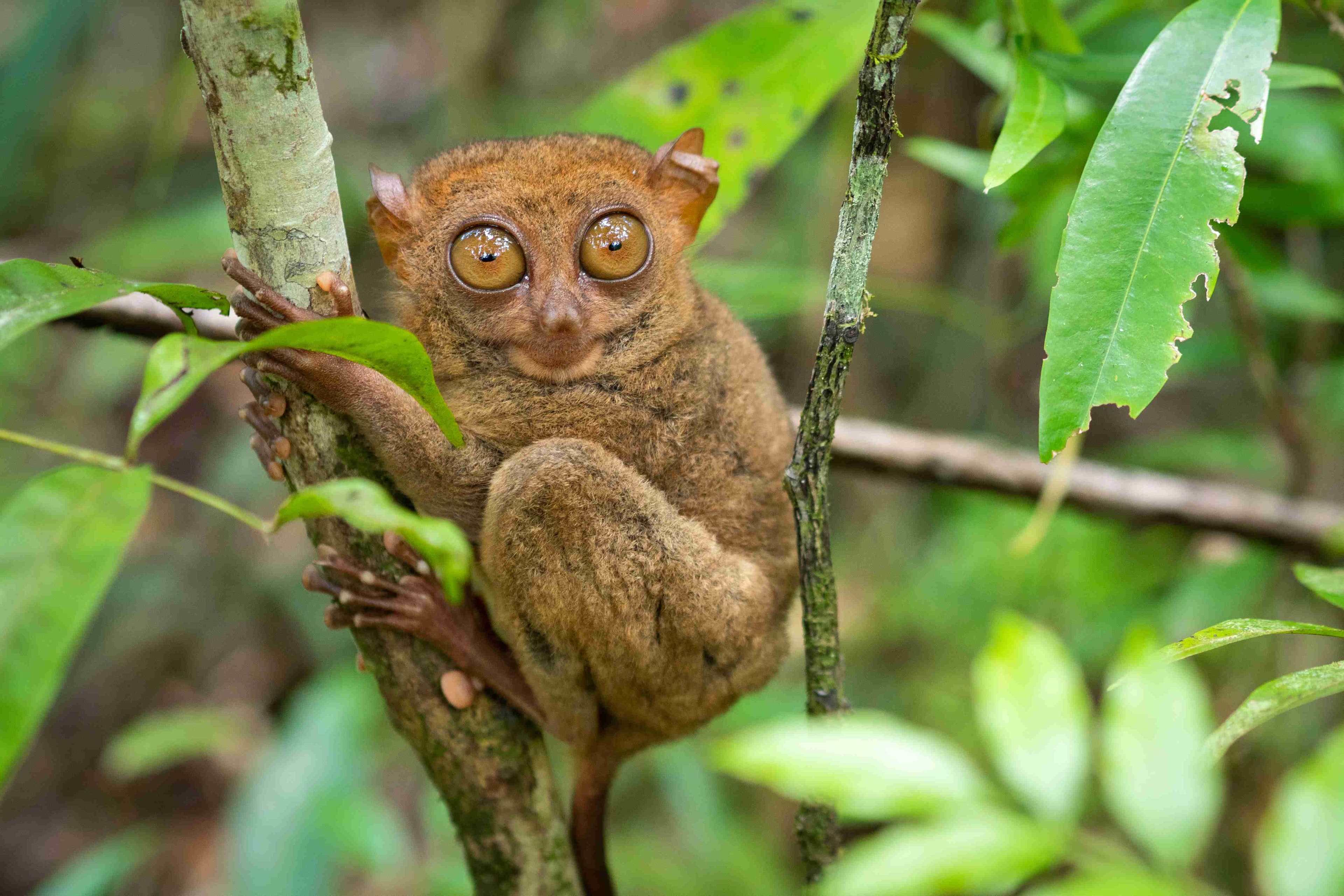 Philippine tarsier on tree branch