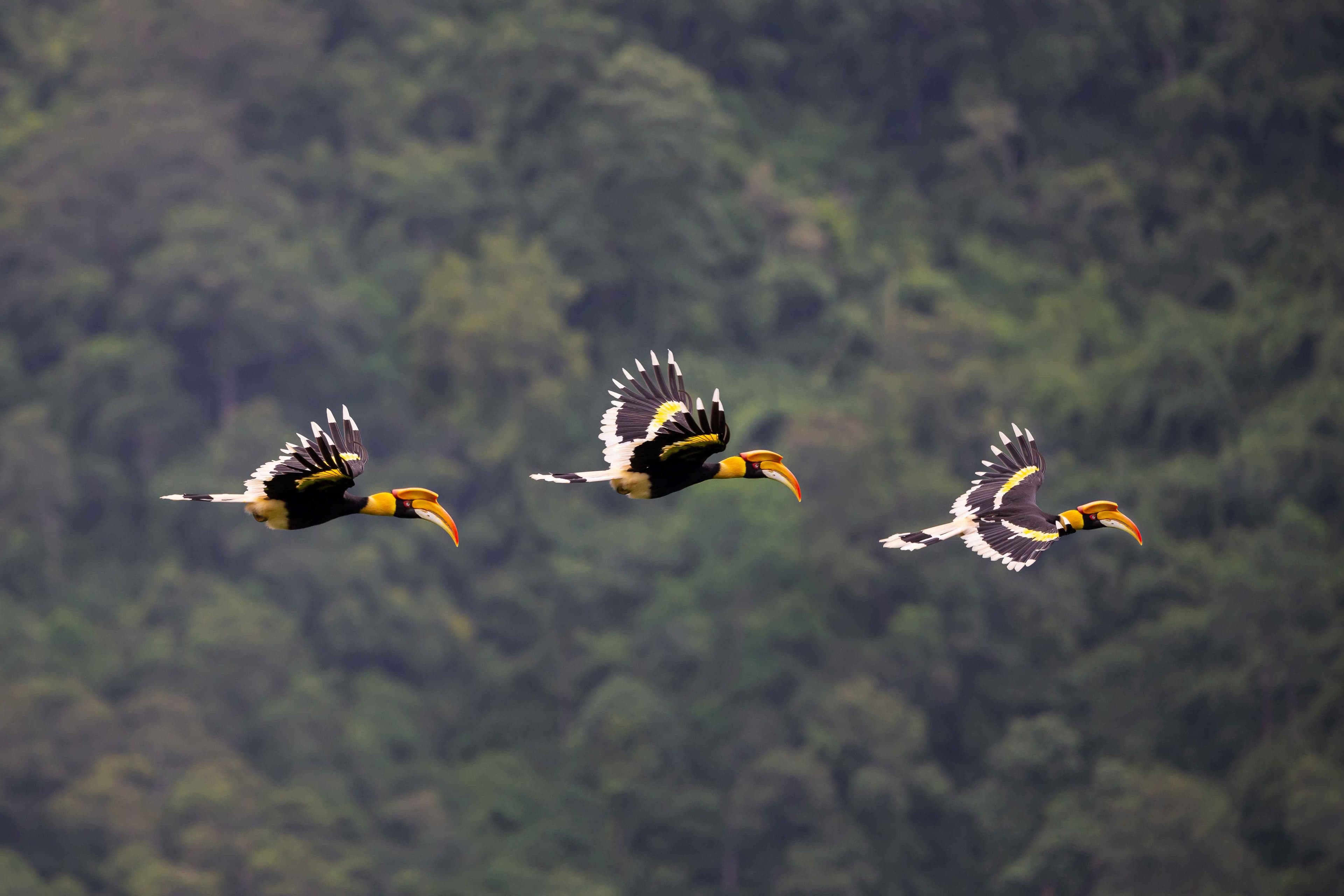 3 great hornbills flying through the forest