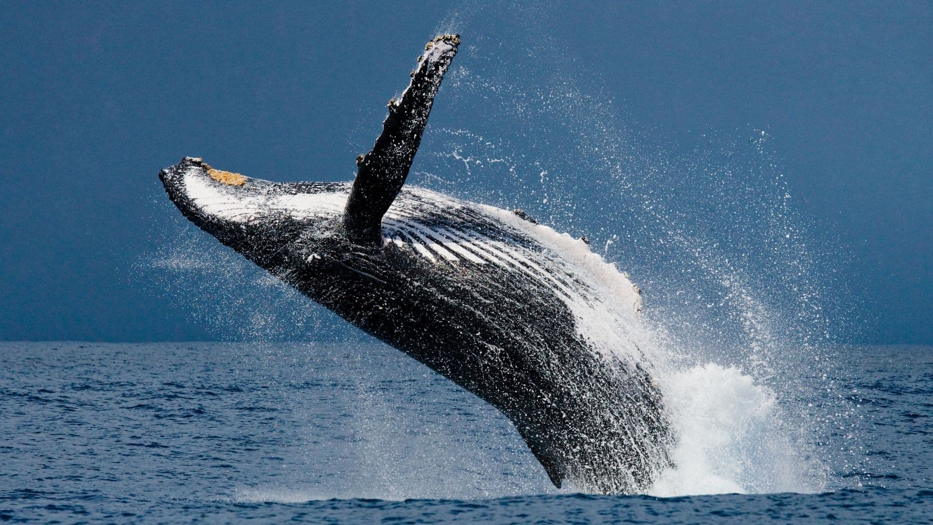 Humpback whale portrait 