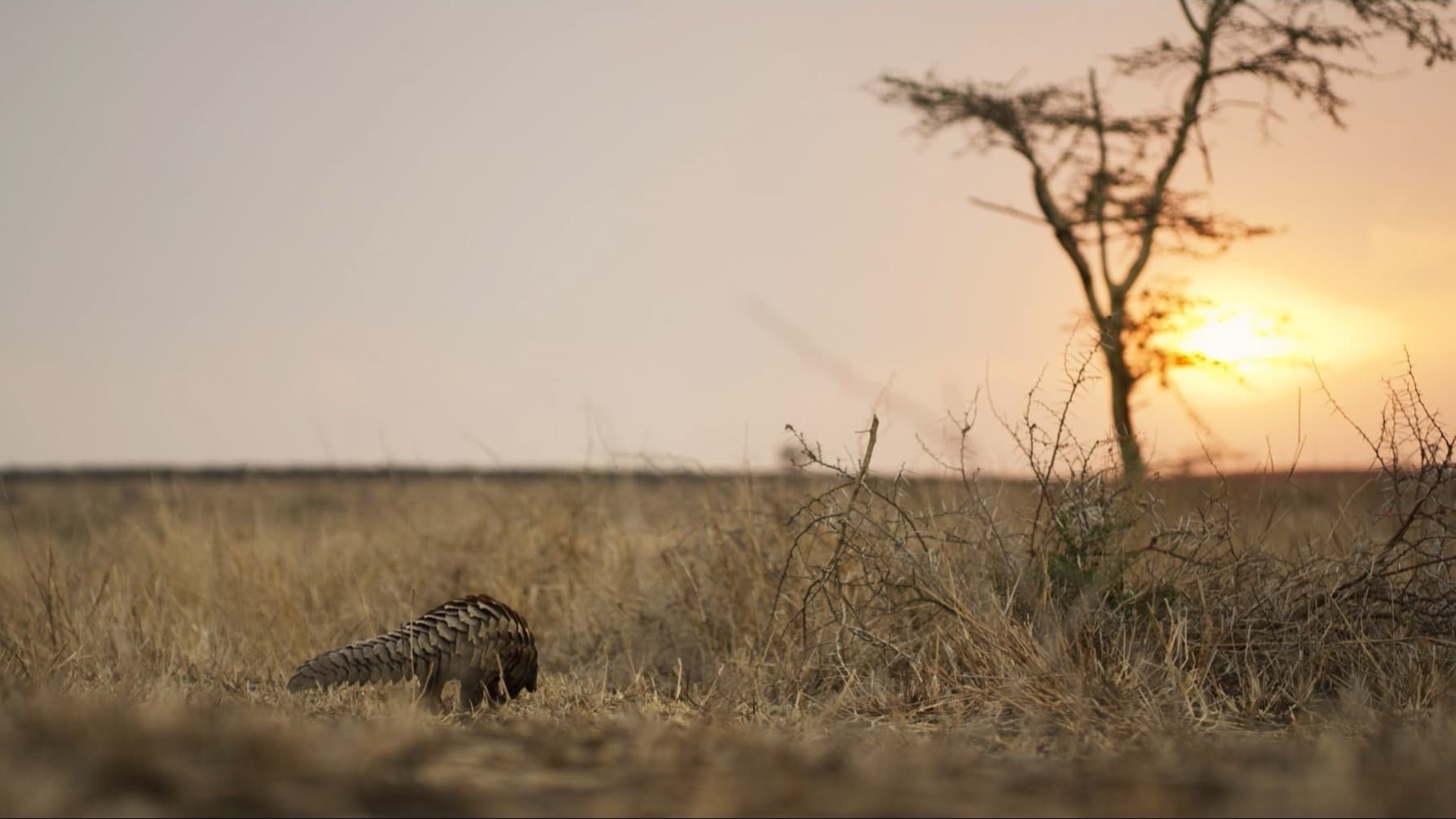 Pangolin in the distance walking off into the sunset