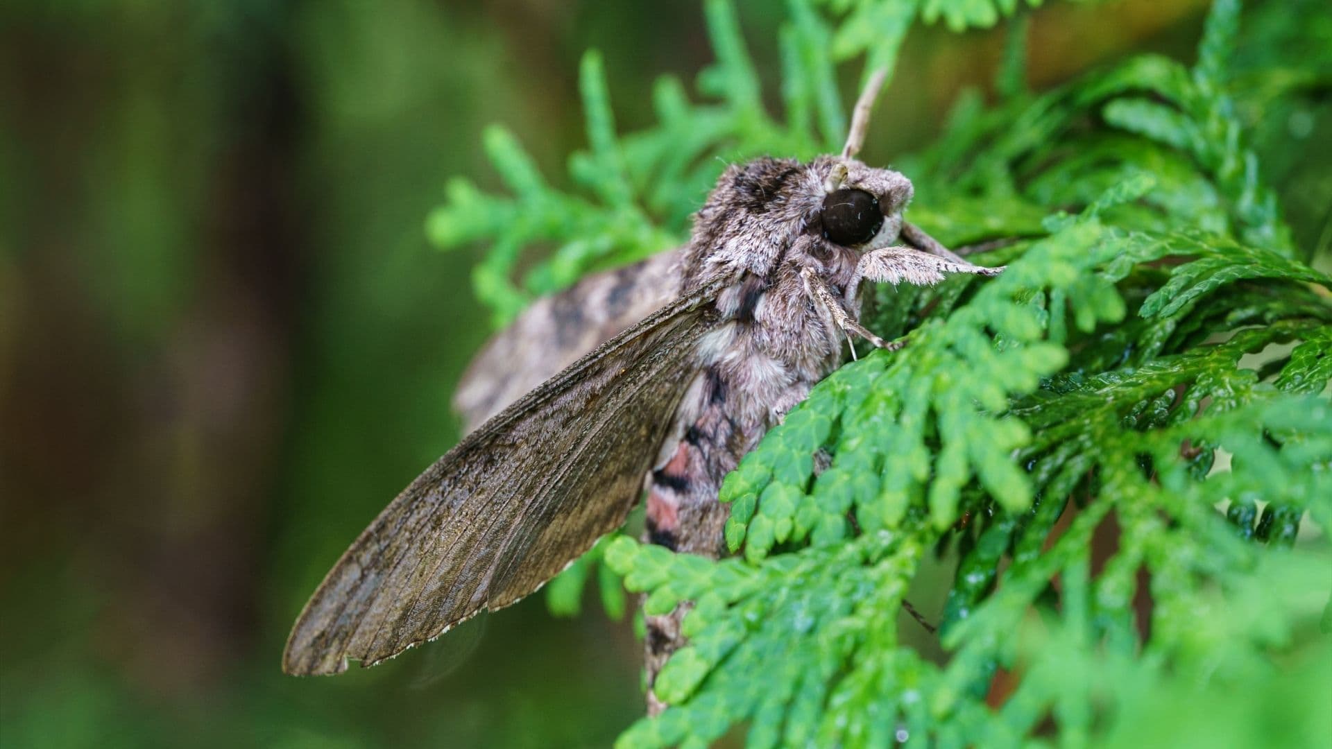 A Convolvulus Hawk-moth