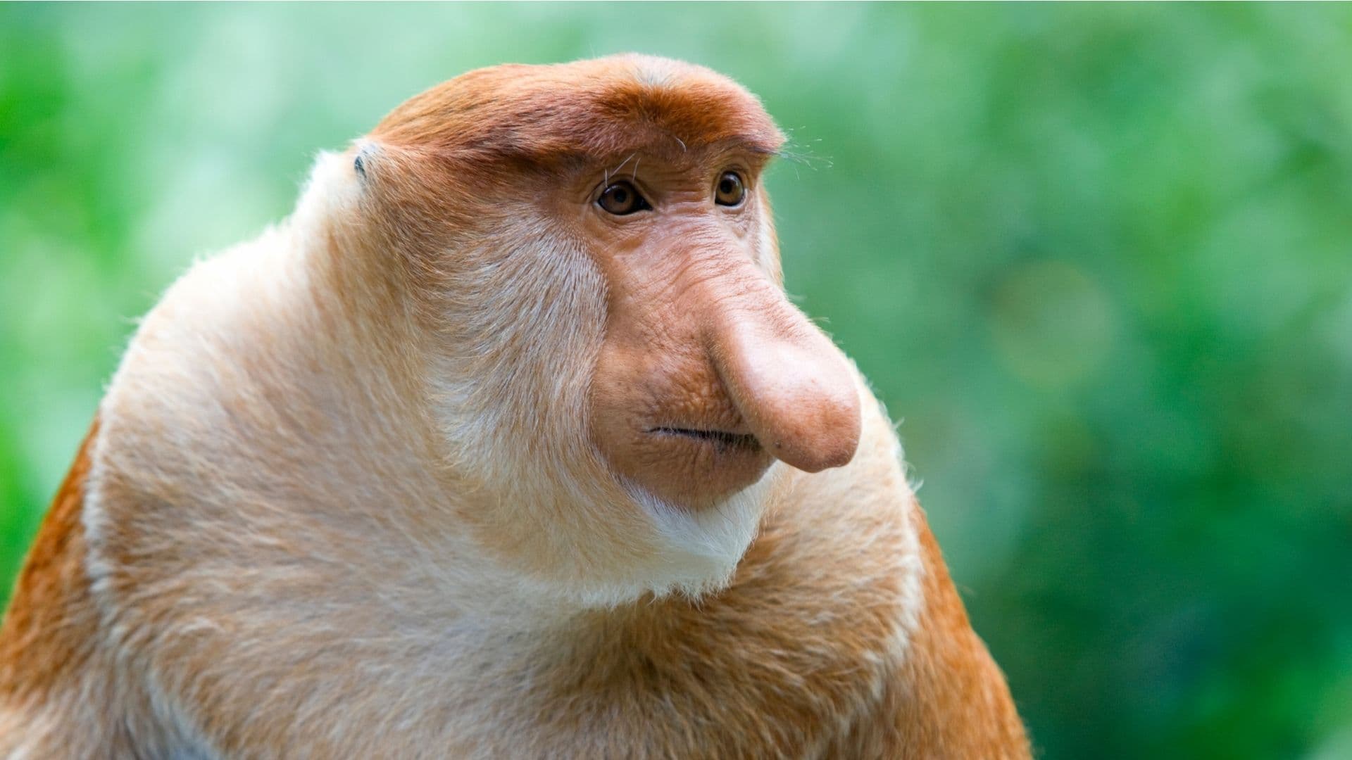 Male proboscis monkey