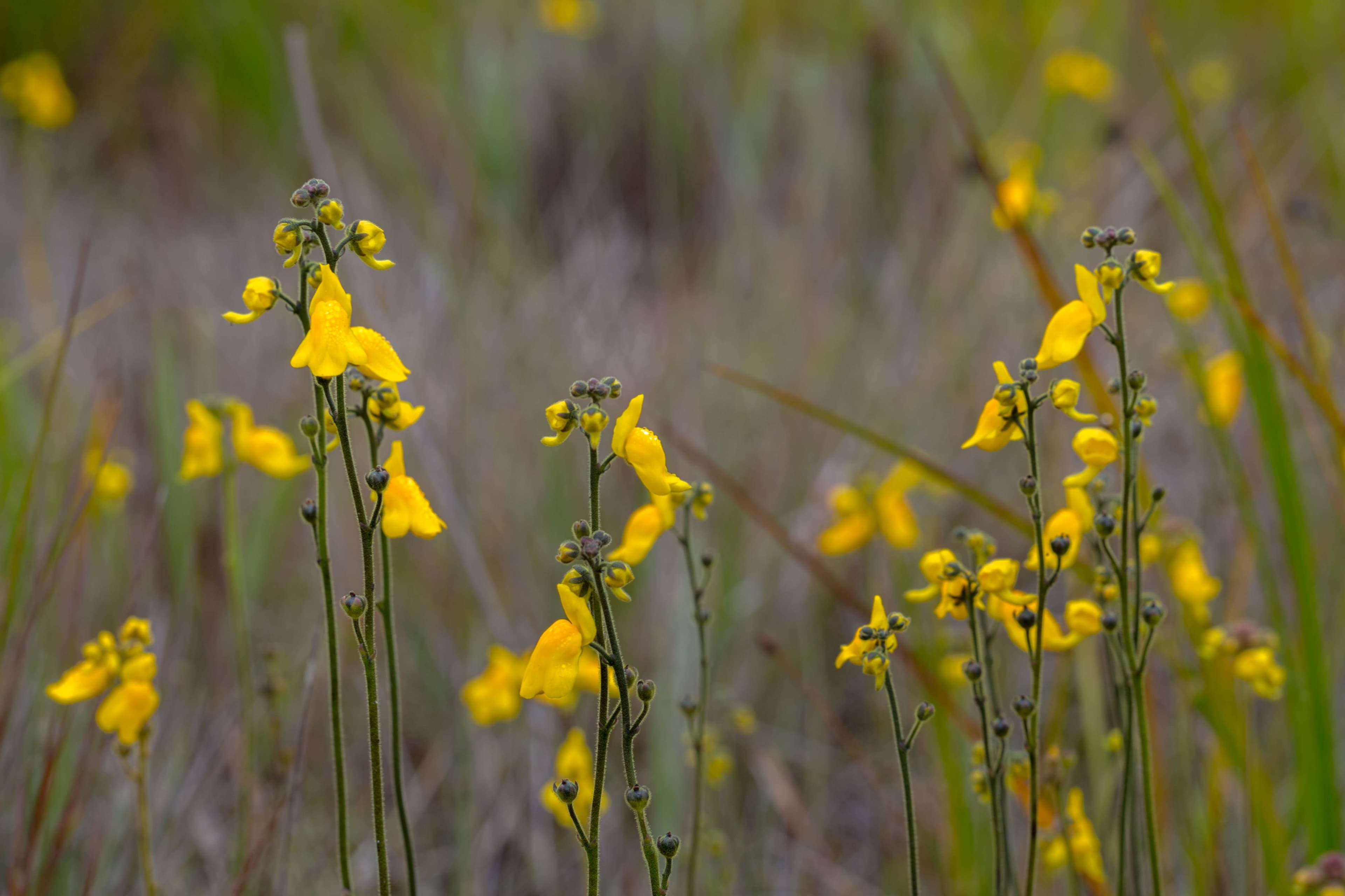 A group of yellow-flowered Corkscrew Plants, Genlisea aurea