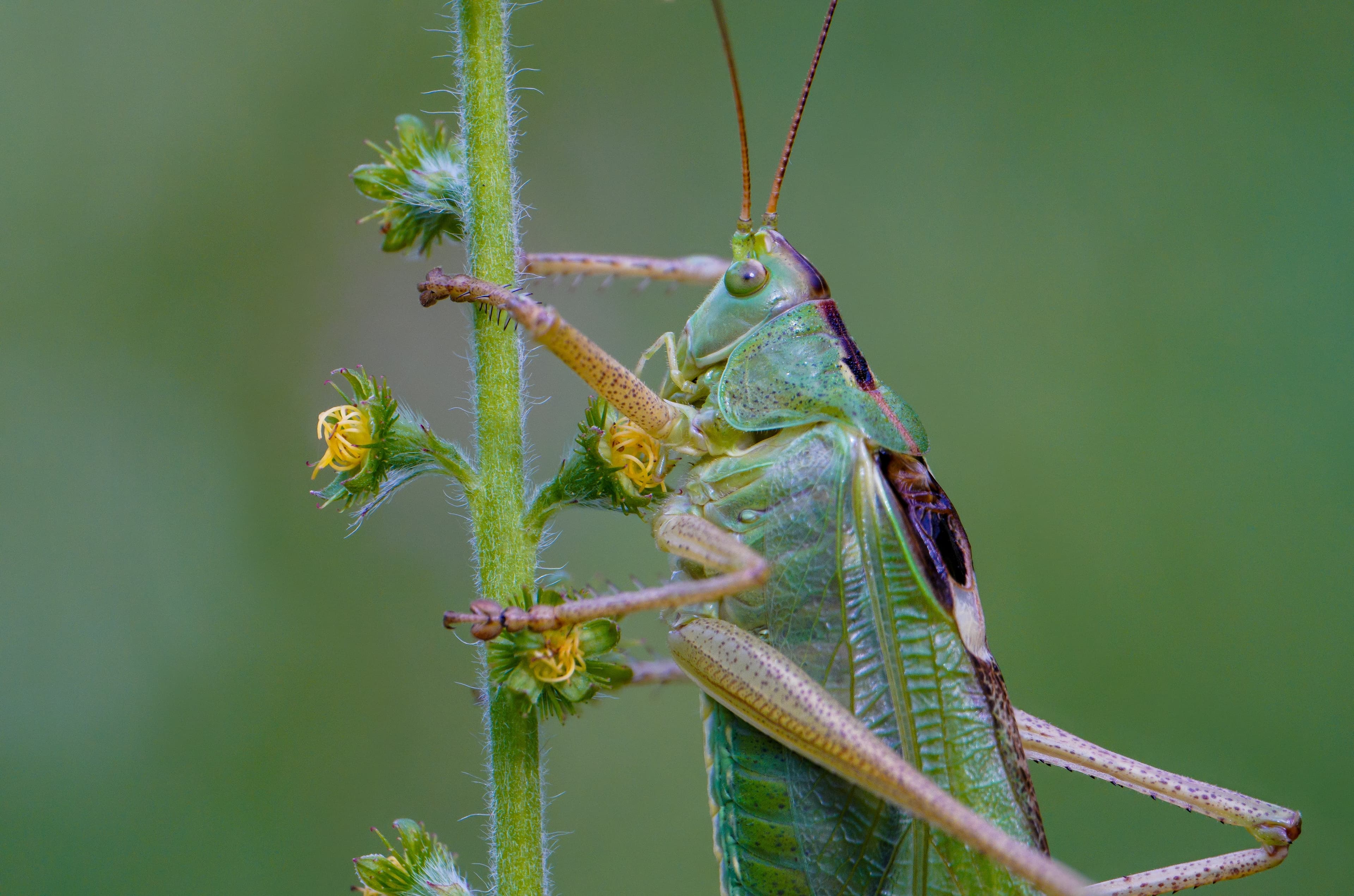 It has long hind legs and short antennae, which are typical characteristics of grasshoppers. Their body is adapted for jumping.