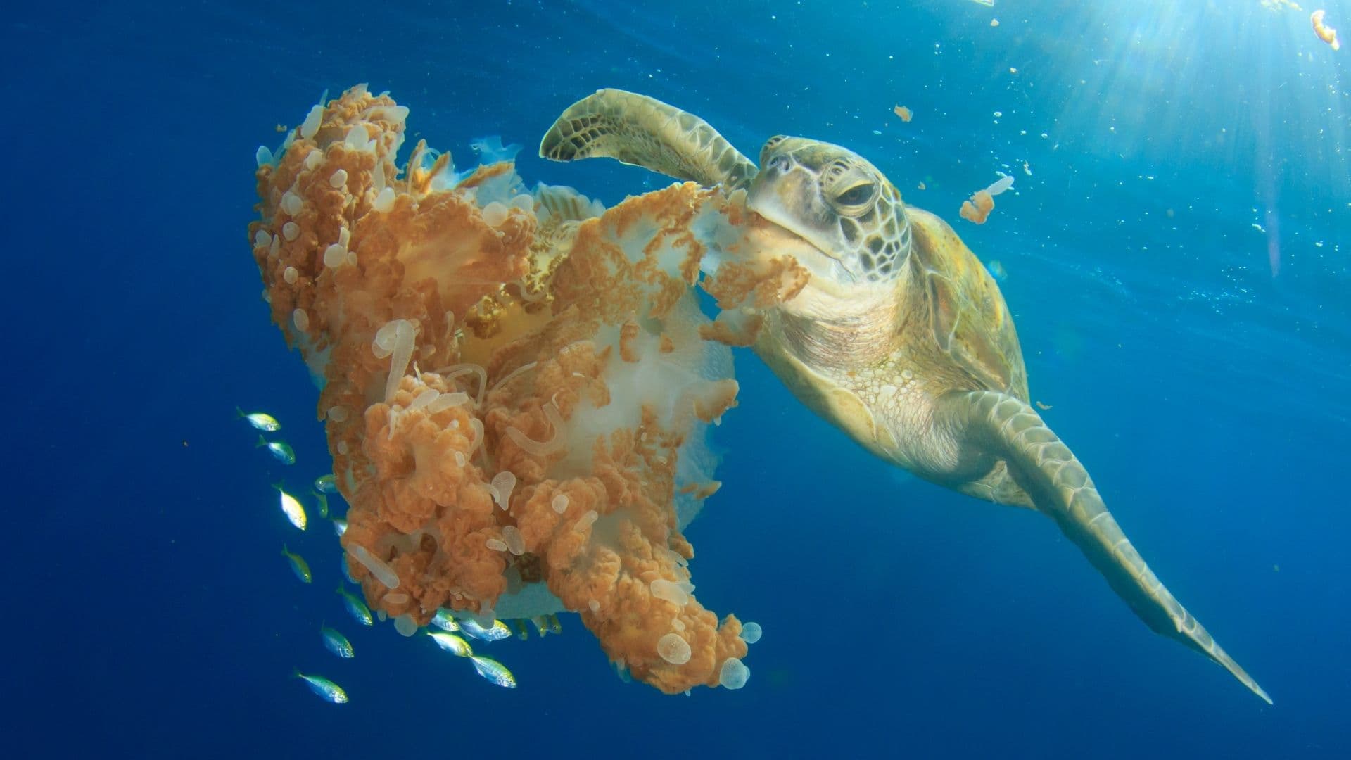 A Green Sea Turtle eating a Mosaic Jellyfish