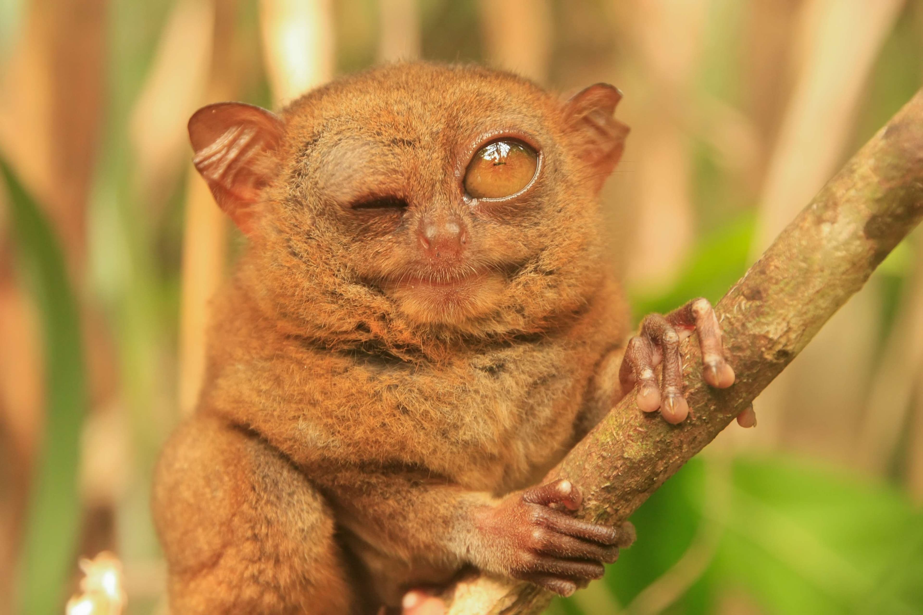 Close-up of philippine tarsier winking one eye