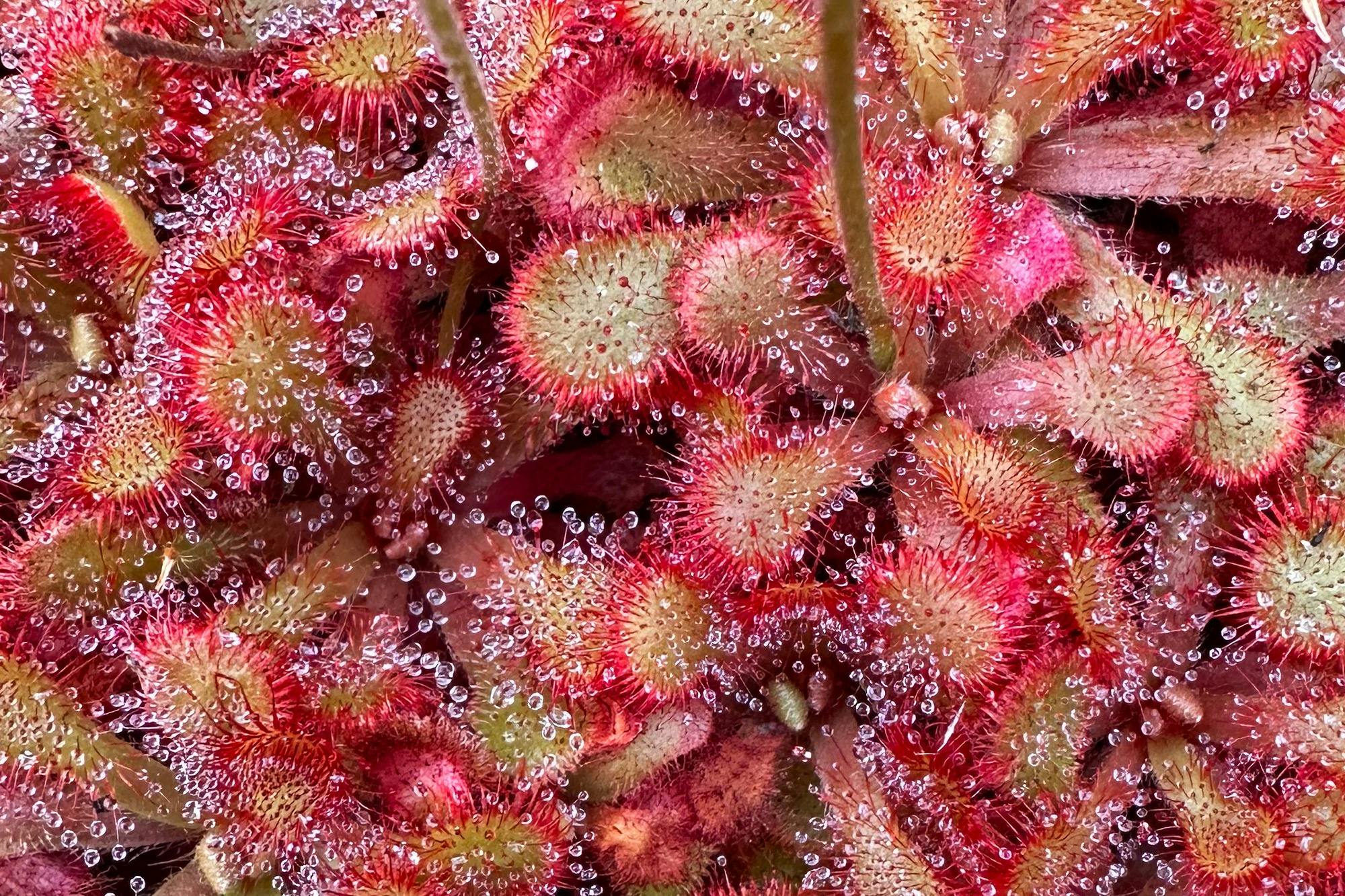 Sundew with drops of digestive liquid
