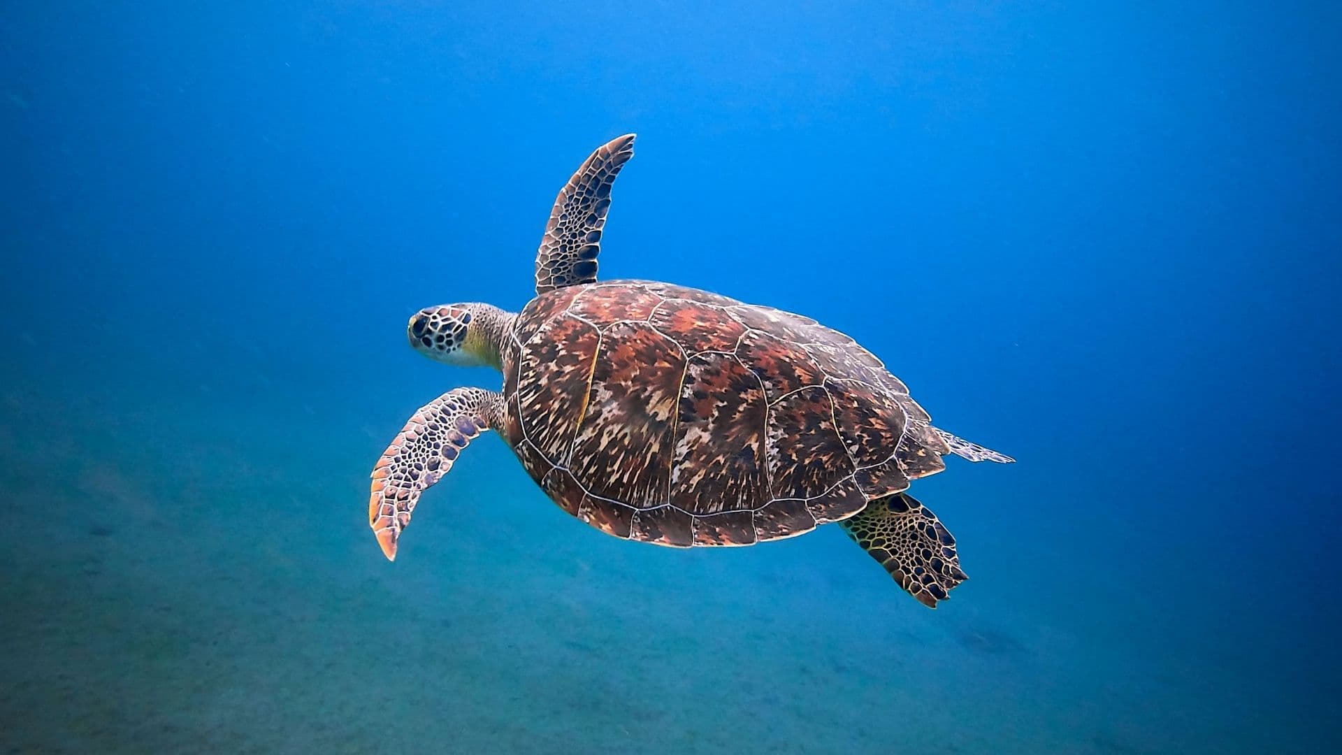 A Green Sea Turtle swimming